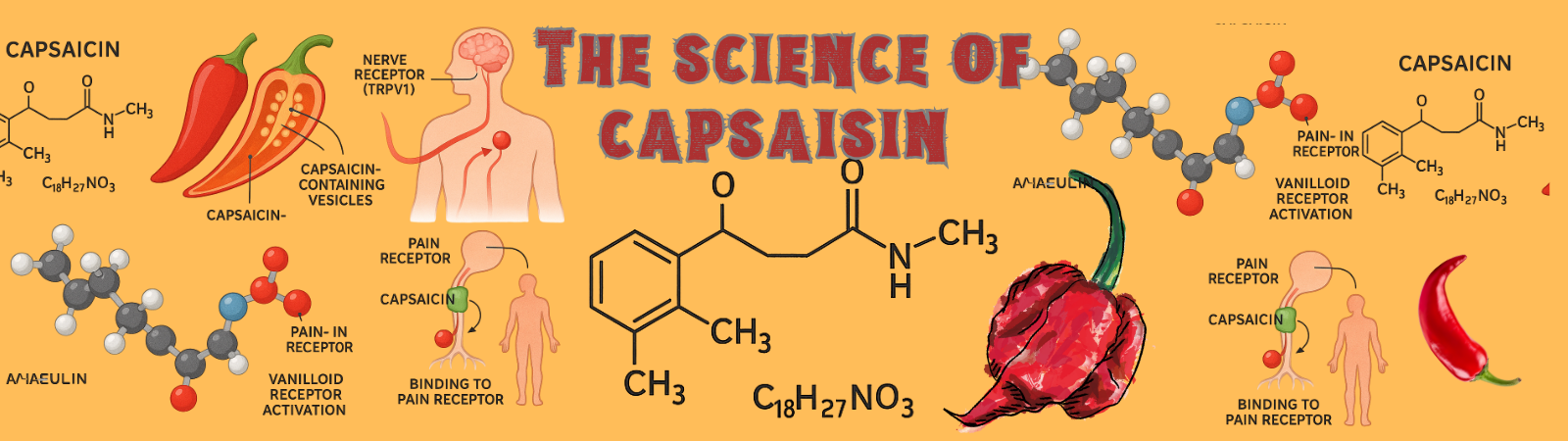 The Science of Capsaicin
