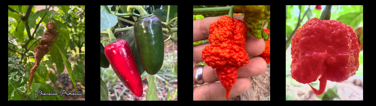 Behind the Heat: Our Favorite Superhot Pepper Varieties