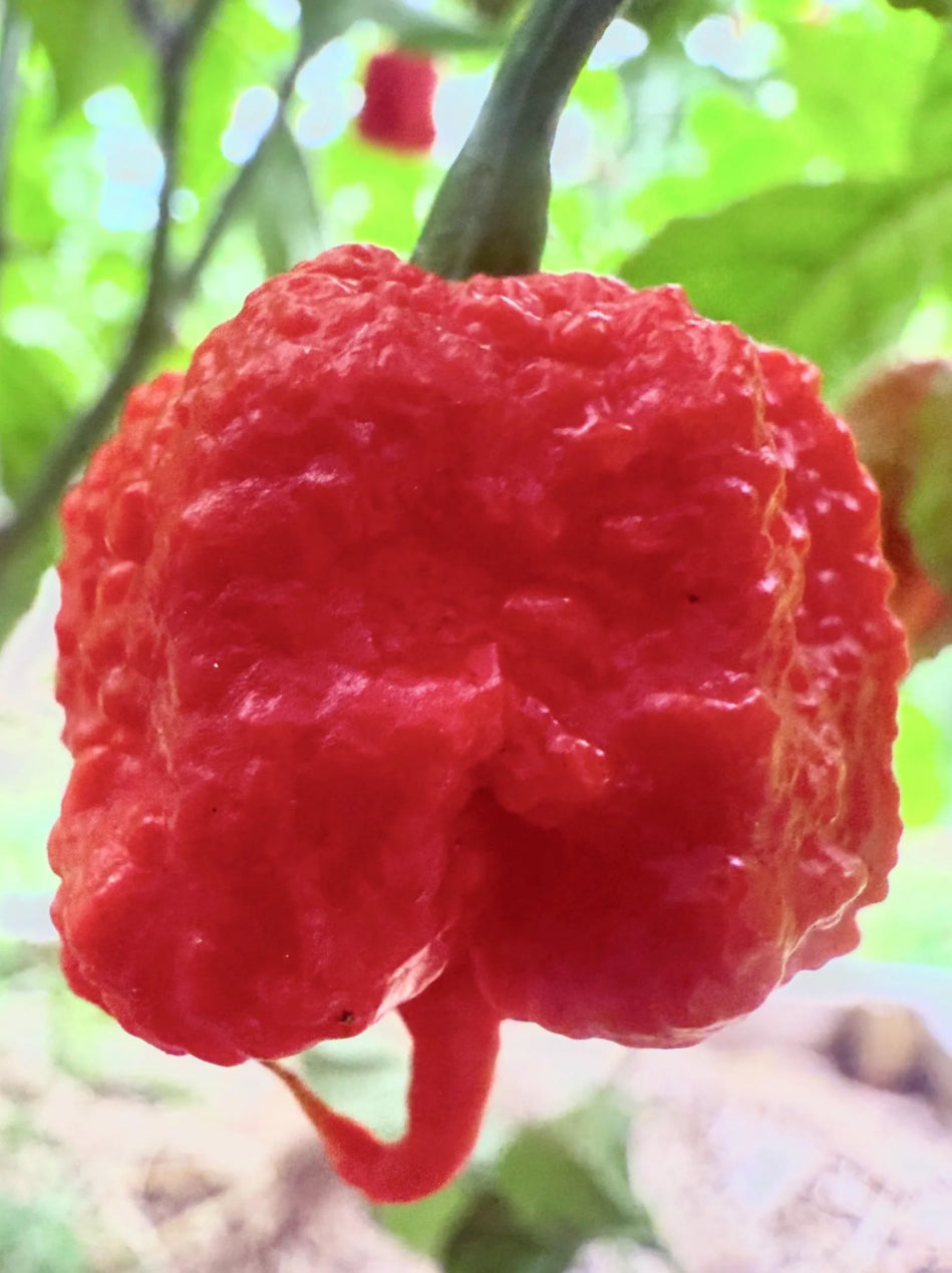 Fresh Peppers, Picked to Order