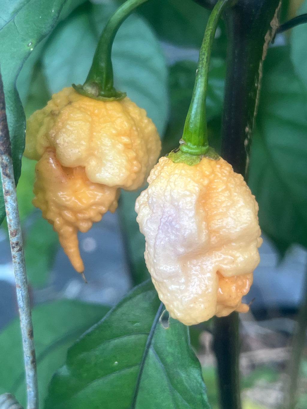 Fresh Peach Reaper DS Peppers (5-Pack)