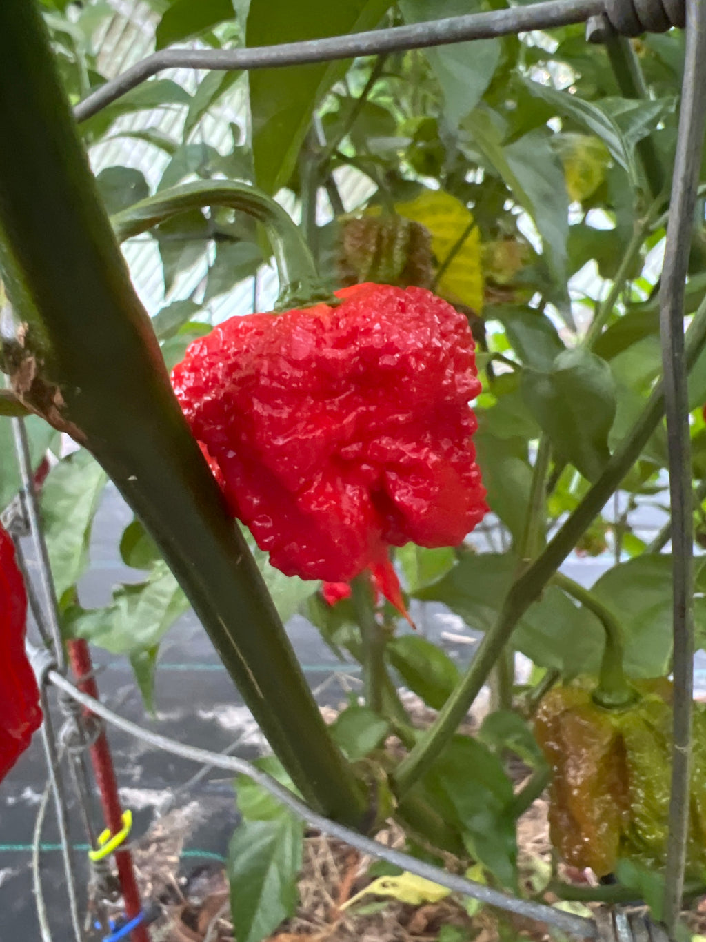 Fresh Skunk Pepper (5-Pack)