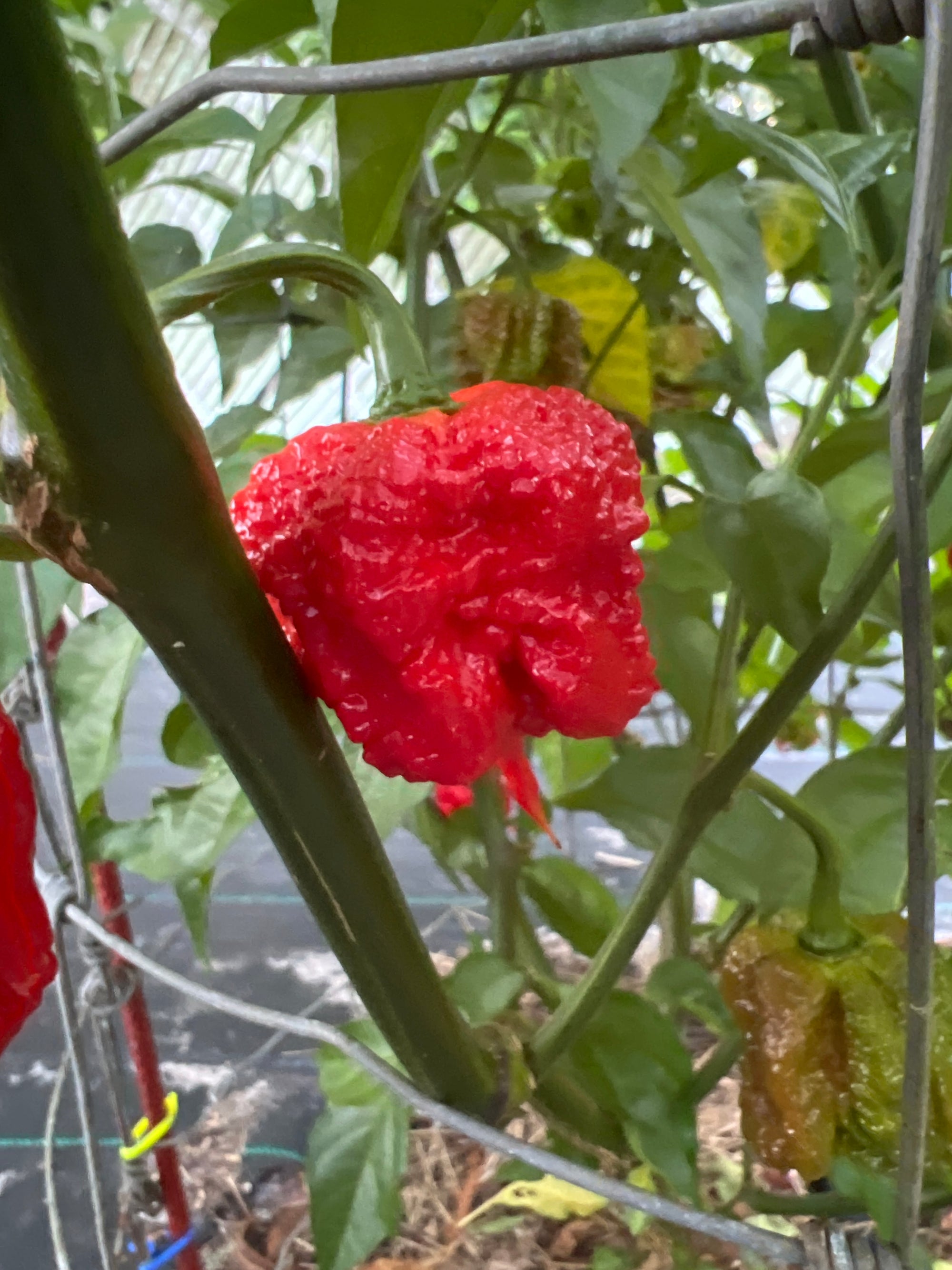 Fresh Skunk Pepper (5-Pack)