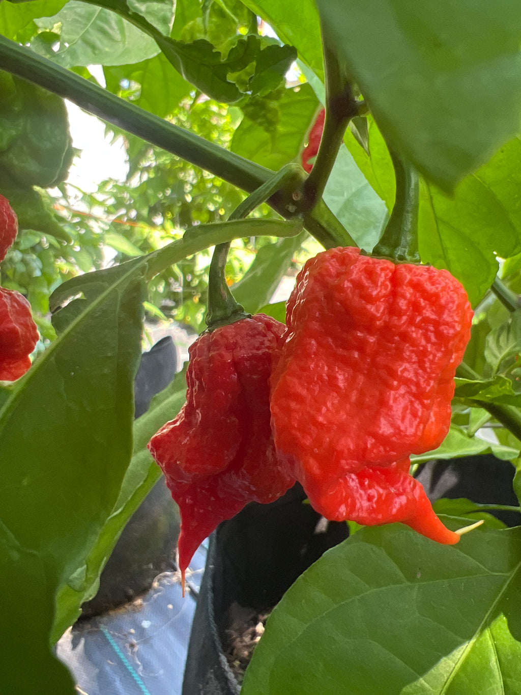 Fresh Zing Pepper (5-Pack)