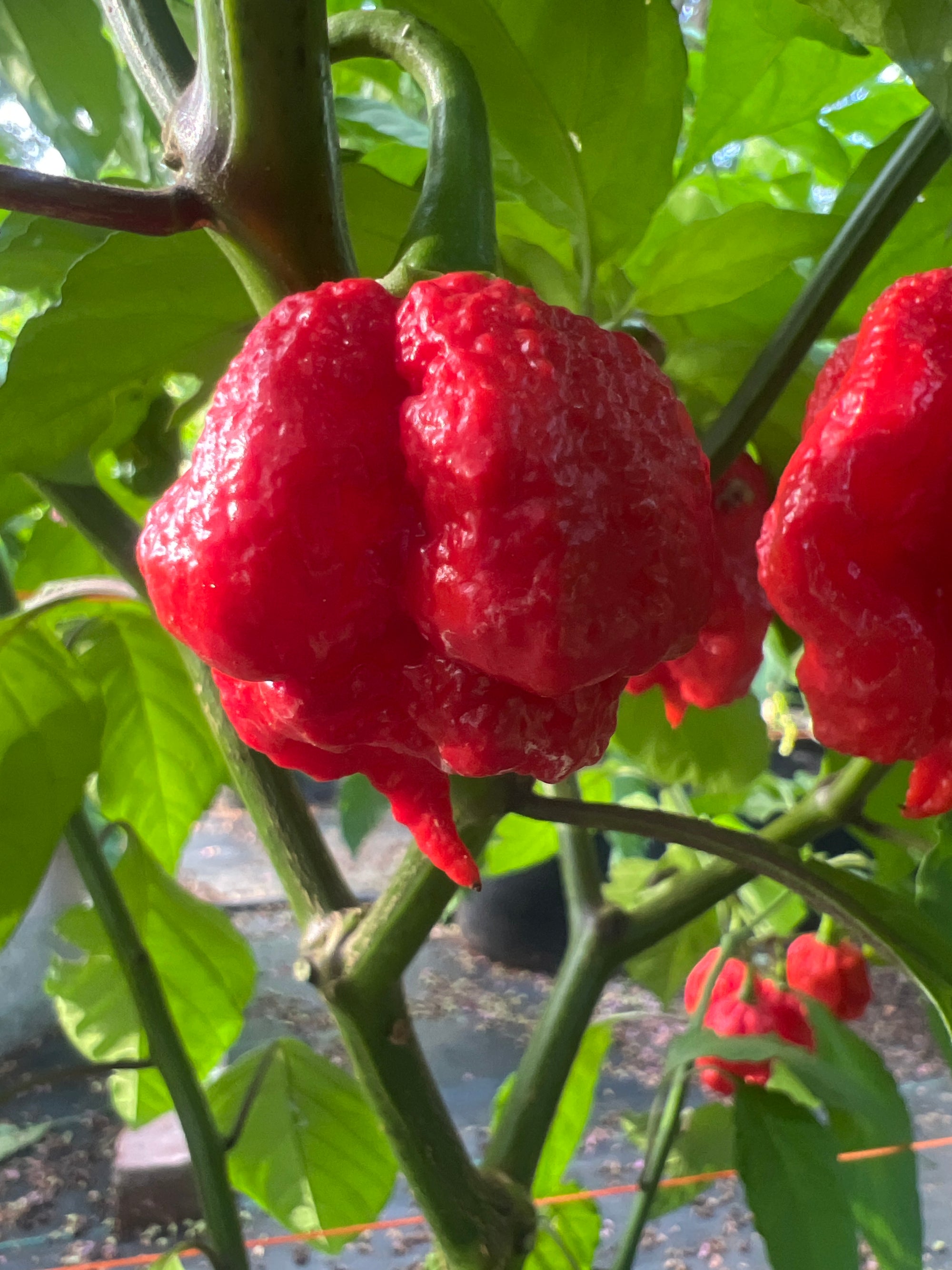 Fresh Red Chocolate Bubblegum Frankenstein Cross Peppers (5-Pack)