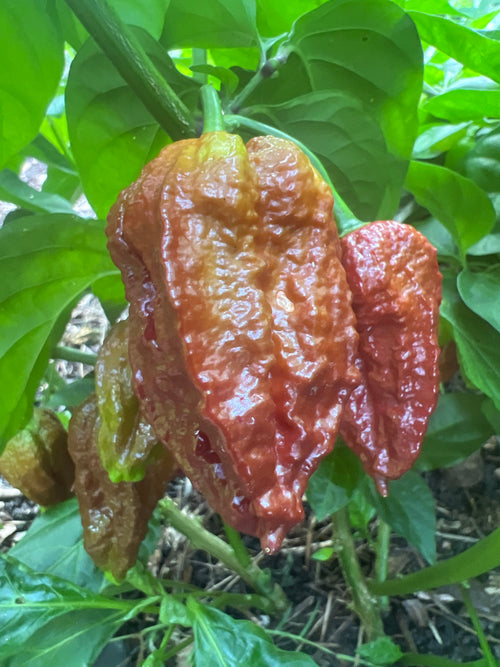 Fresh Bhut Jalokia Peppers (5-Pack)