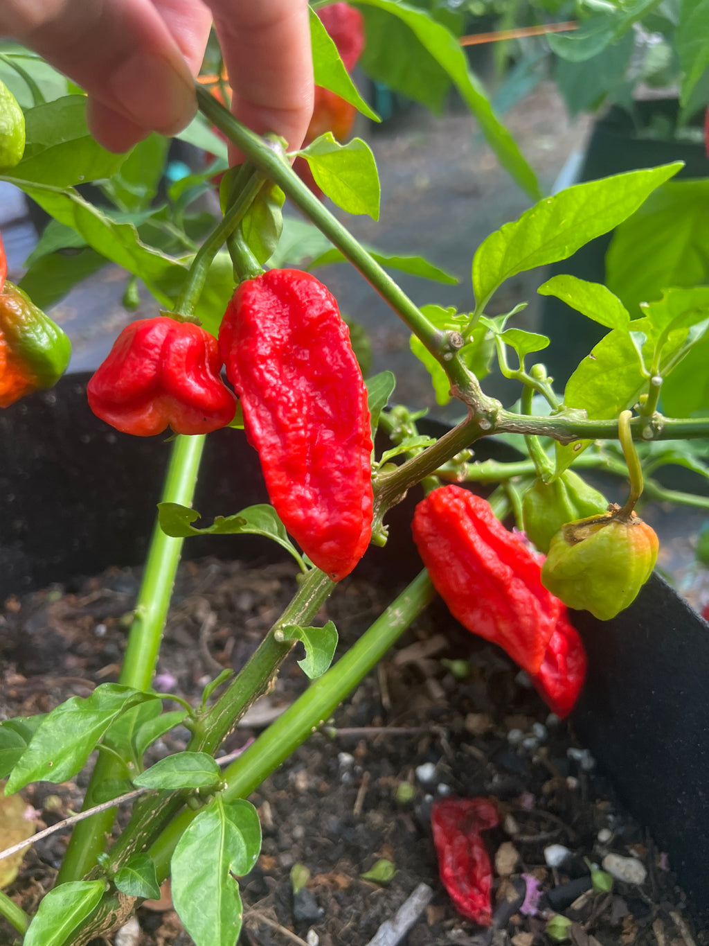 Fresh Red Choclate Amnesia Peppers (5-Pack)