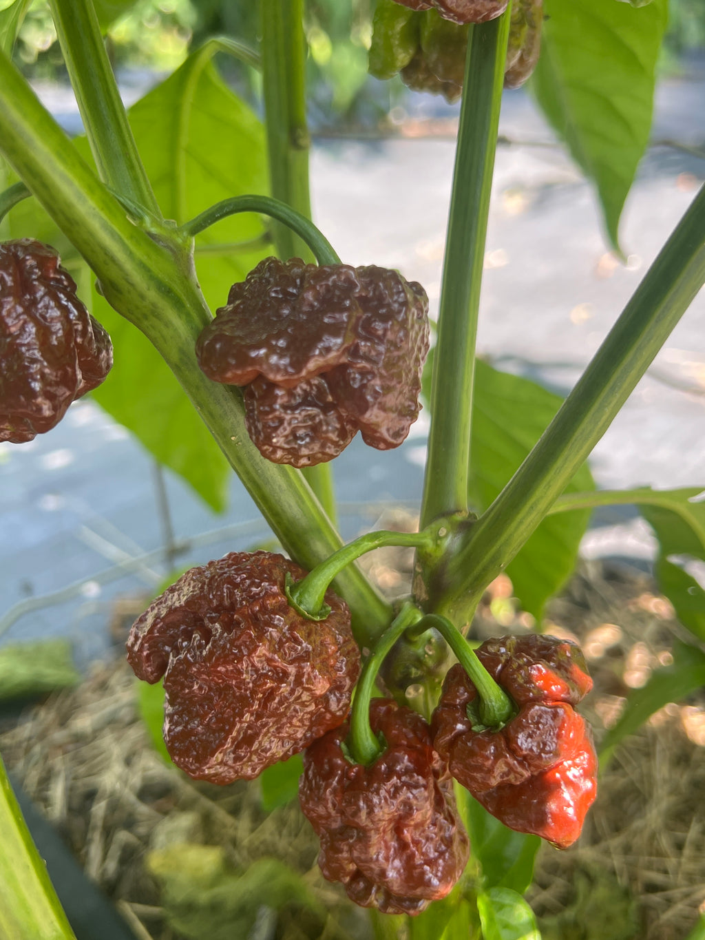 Fresh Chocolate Maruga Peppers (5-Pack)