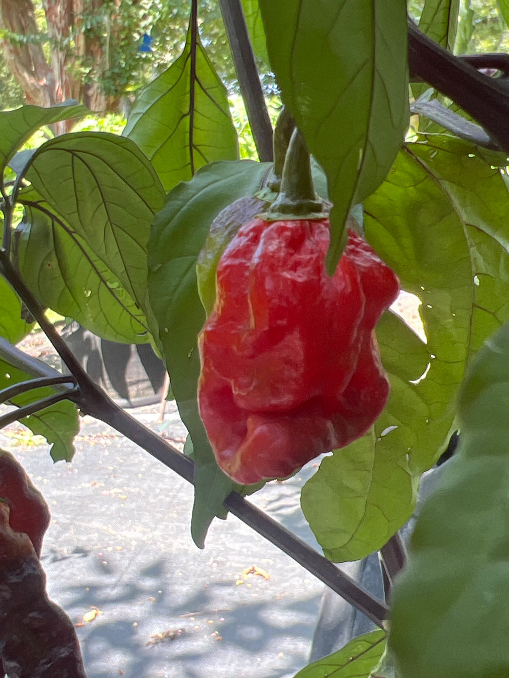 Fresh Bubblegum Black Armageddon Peppers (5-Pack)