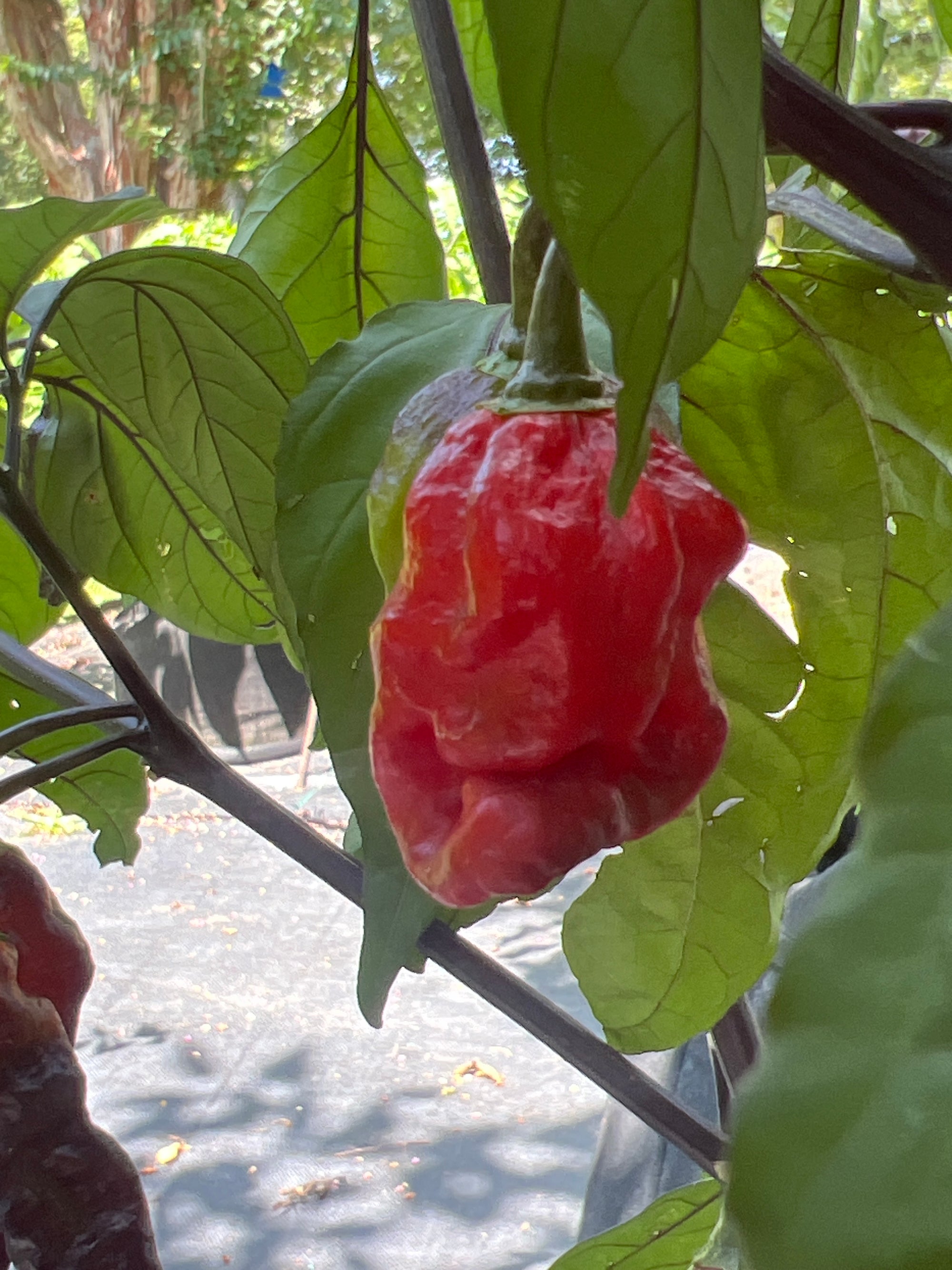 Fresh Bubblegum Black Armageddon Peppers (5-Pack)