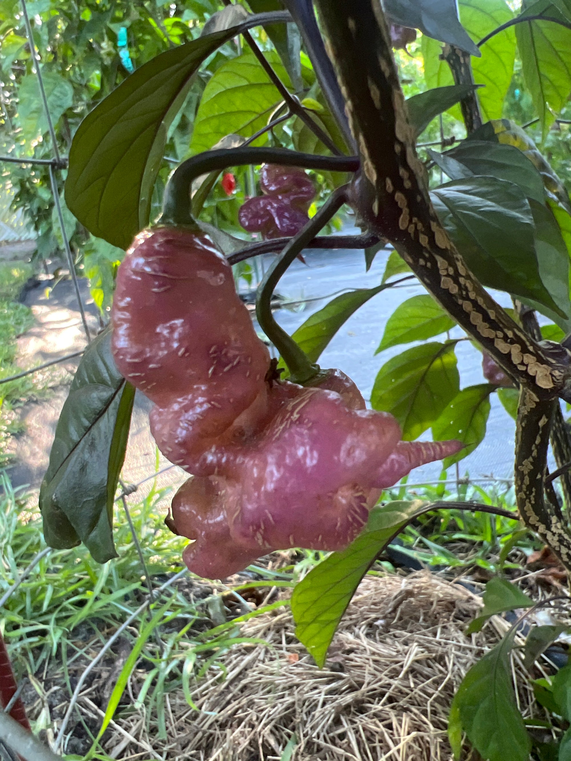 Fresh Jay’s Pink Peppers (5-Pack)