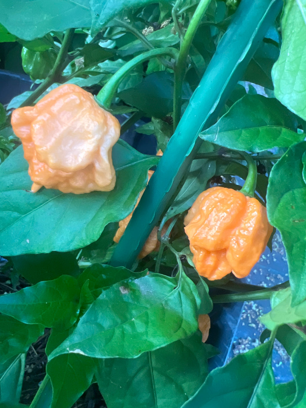 Fresh Preacher Peppers (5-Pack)