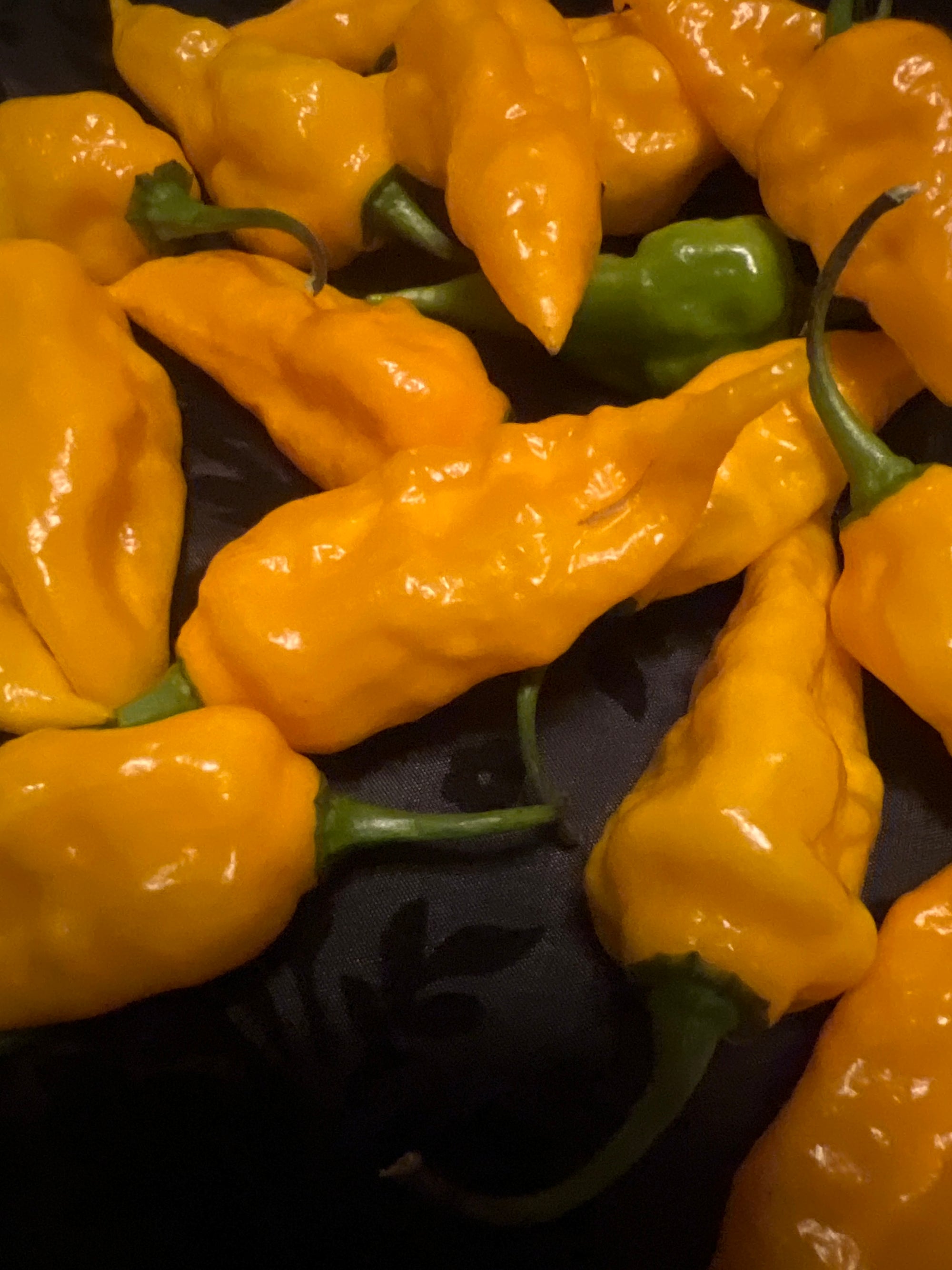Fresh Naga Viper Peppers (5-Pack)