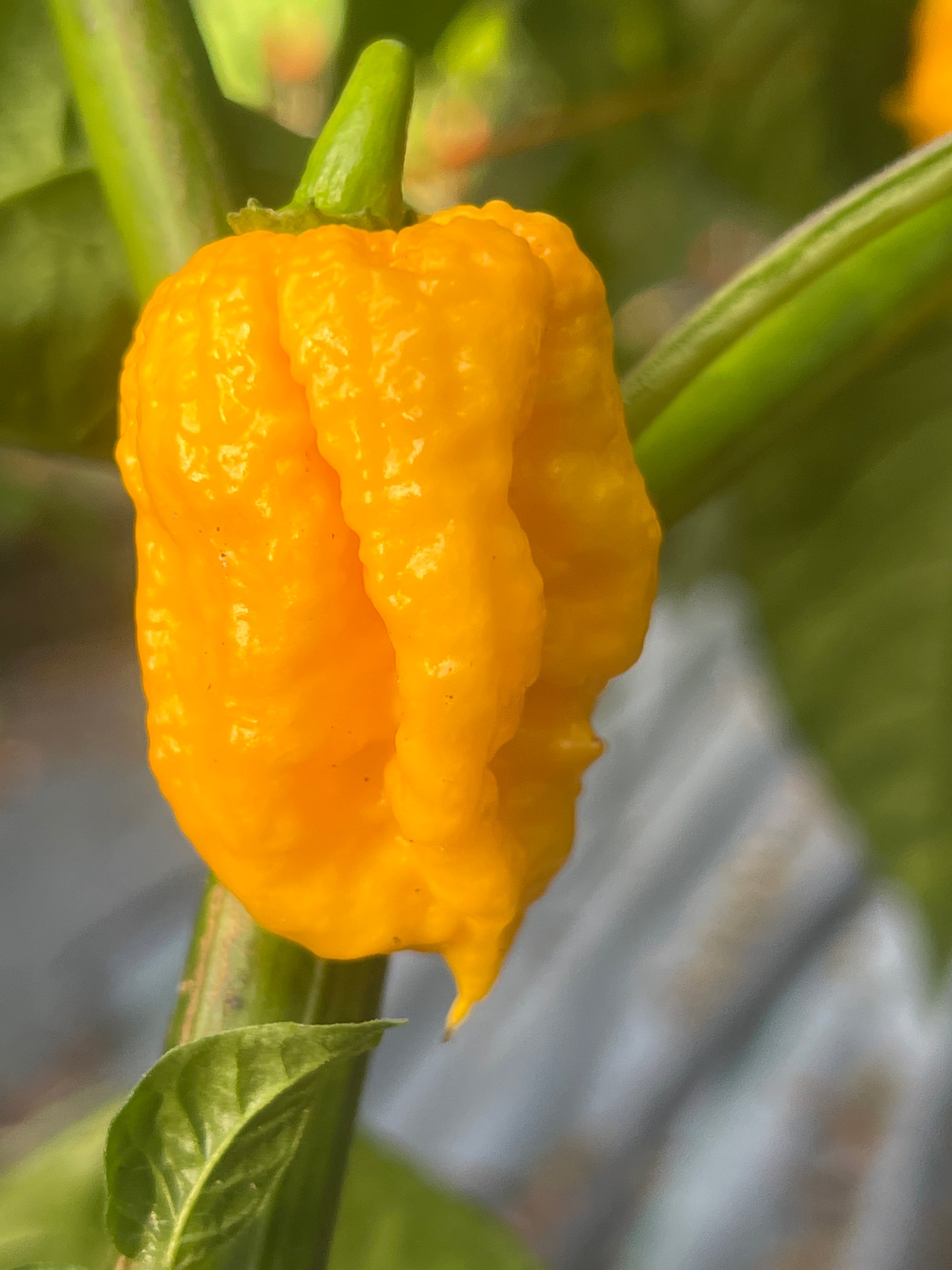 Fresh Yellow PMS Peppers (5-Pack)