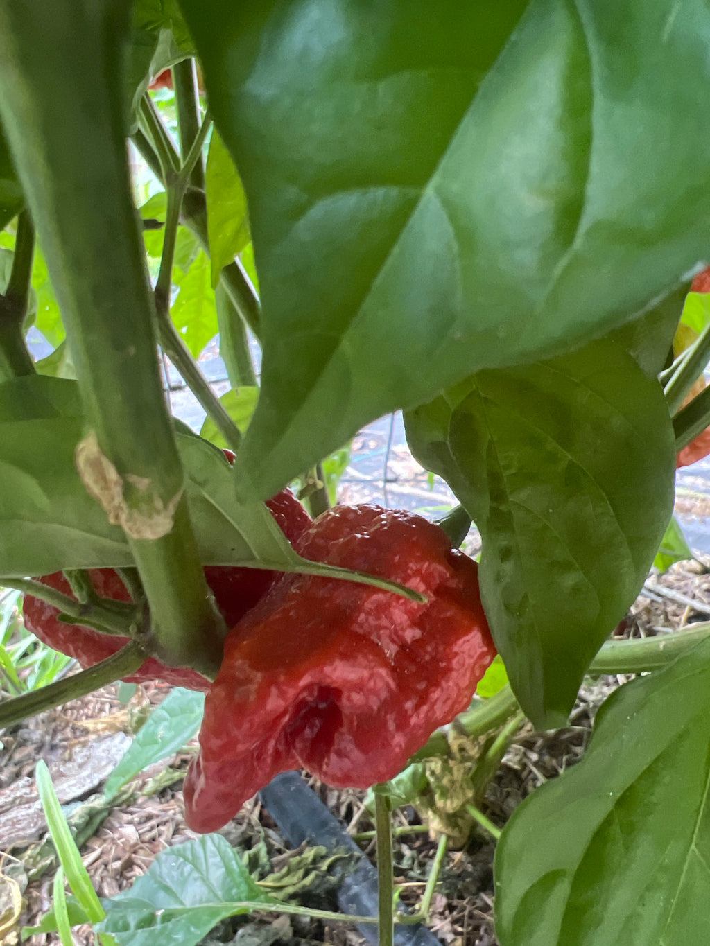 Fresh 7 Pot Defcon  Peppers (5-Pack)