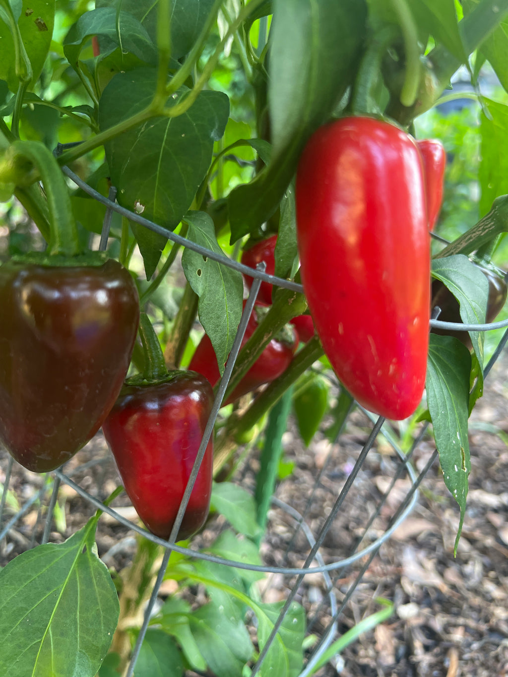 Fresh Red Jalapeño Peppers (5-Pack)