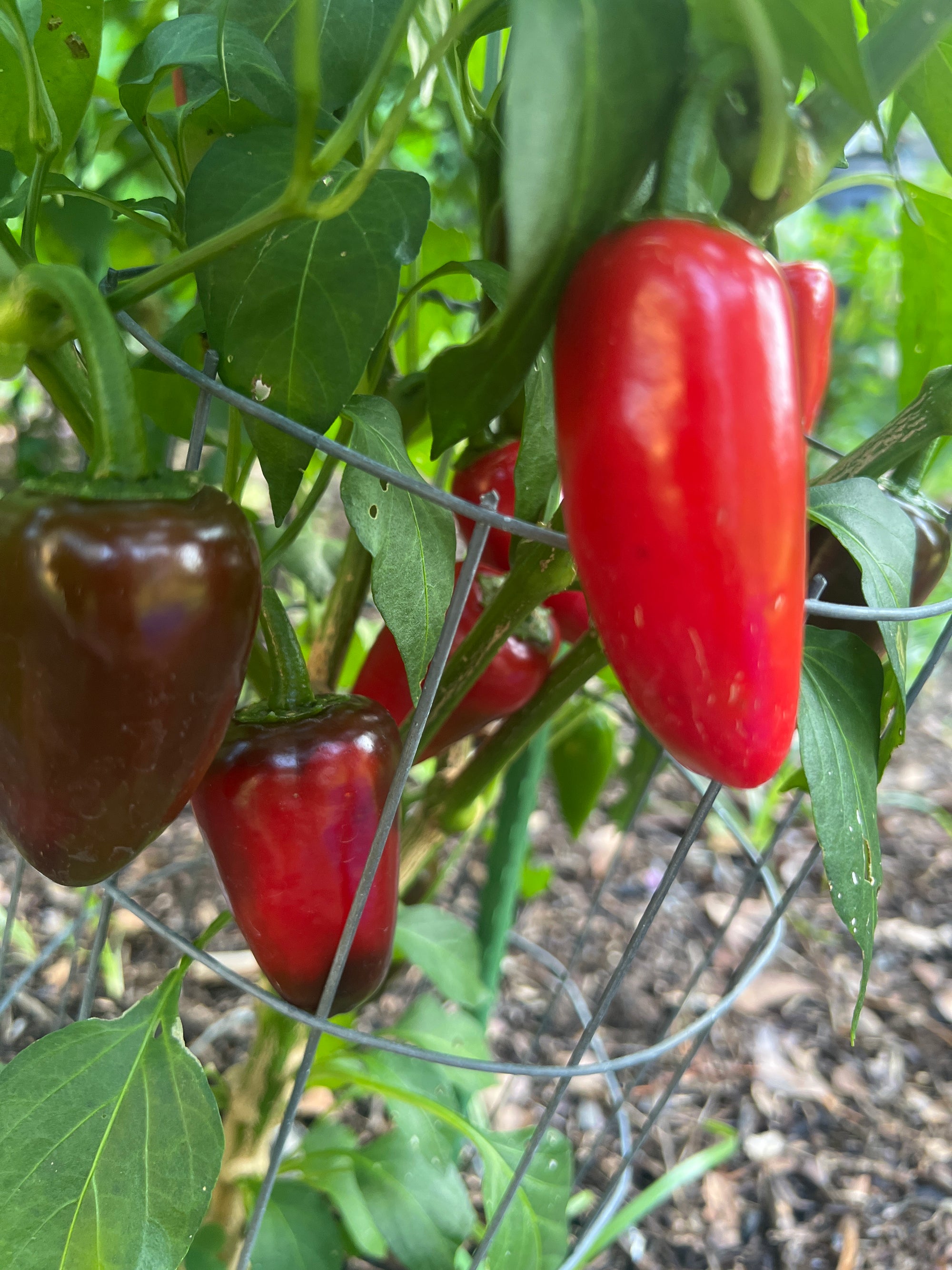Fresh Red Jalapeño Peppers (5-Pack)
