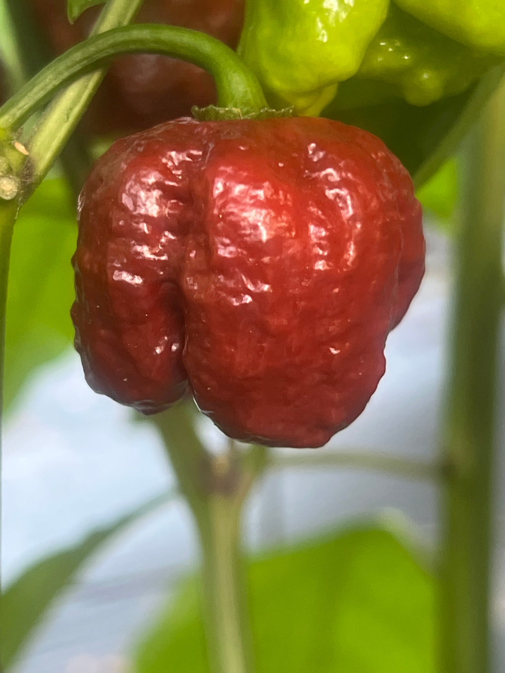 Fresh Chocolate Maruga Peppers (5-Pack)