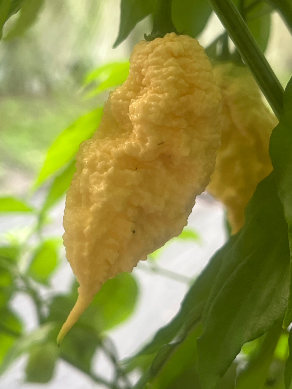 Fresh Reaper of Death Pepper (5-Pack)