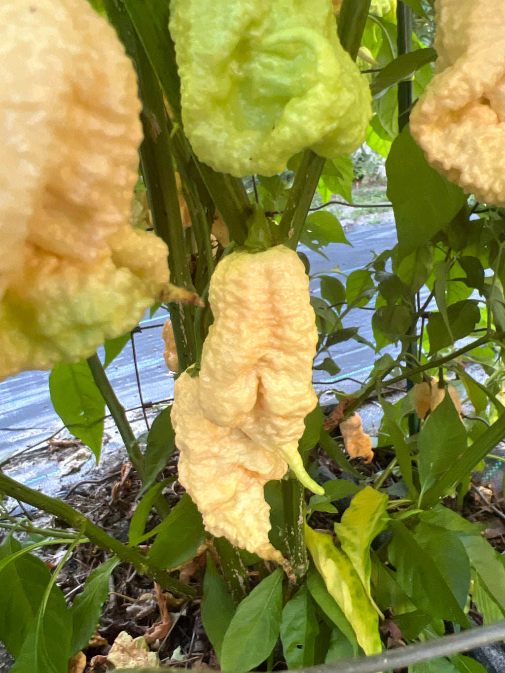 Fresh Reaper of Death Pepper (5-Pack)