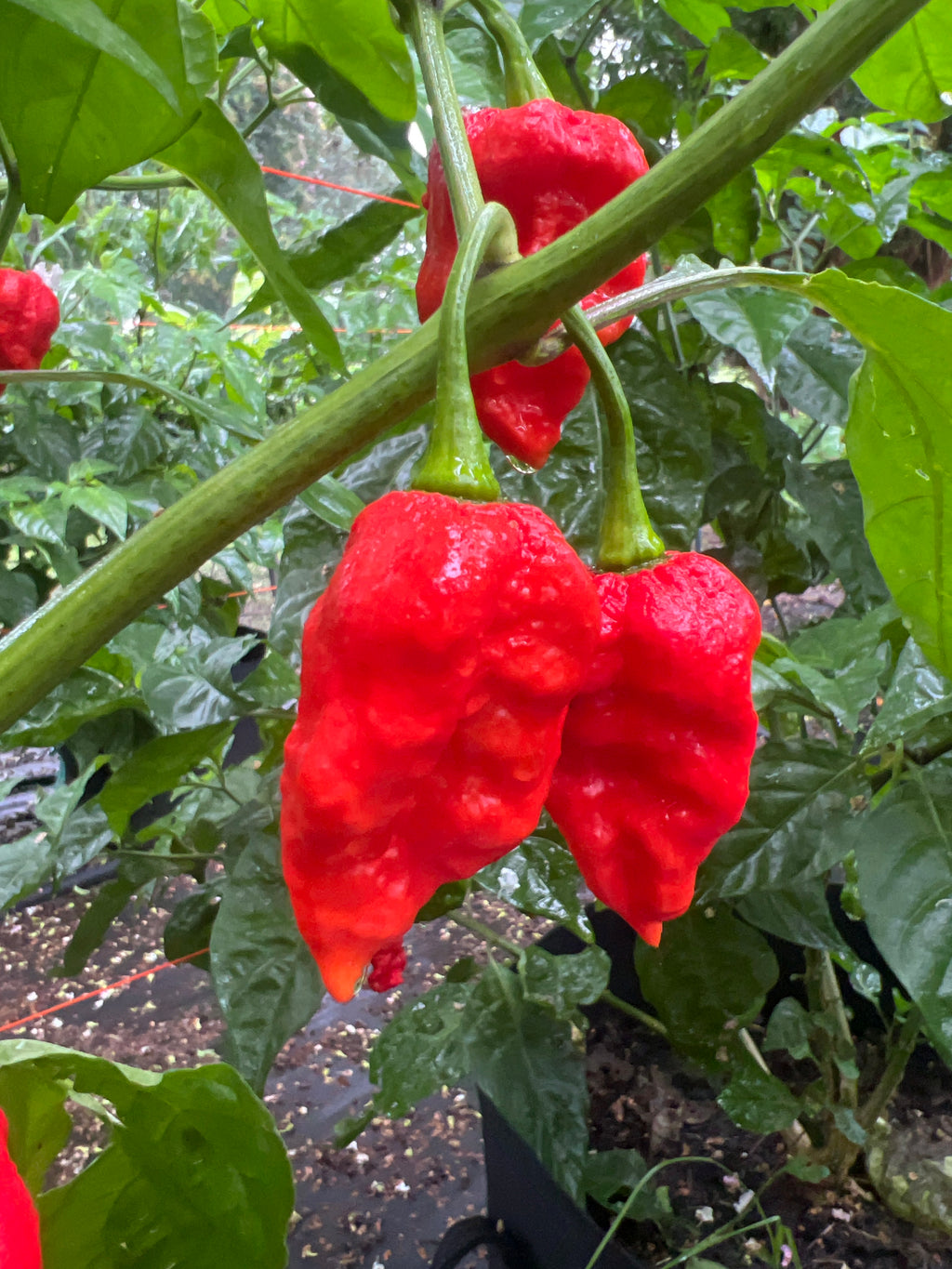 Fresh Death Spiral x Primotalii Peppers (5-Pack)