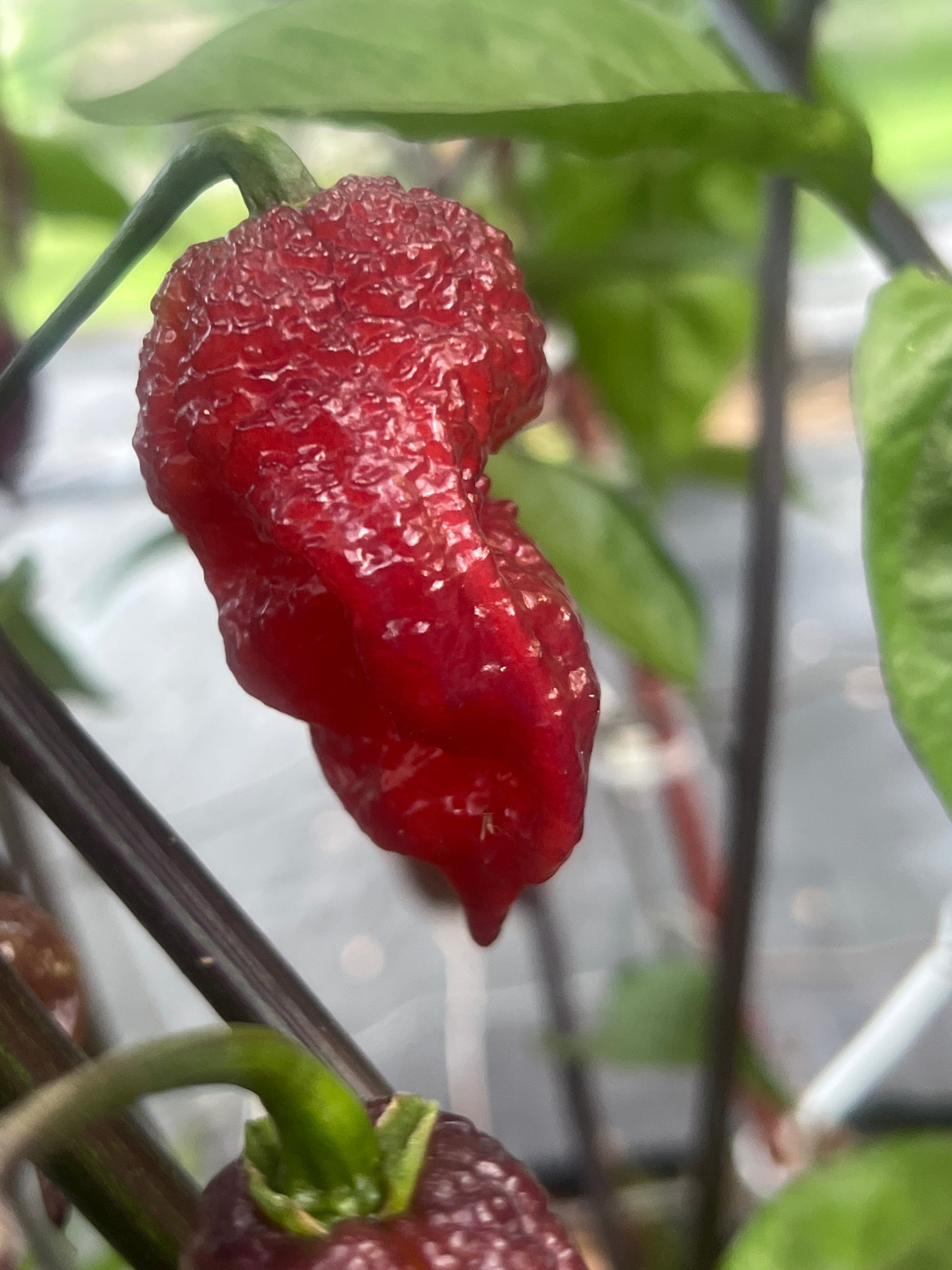 Fresh Purple Gator Jigsaw Peppers (5-Pack)