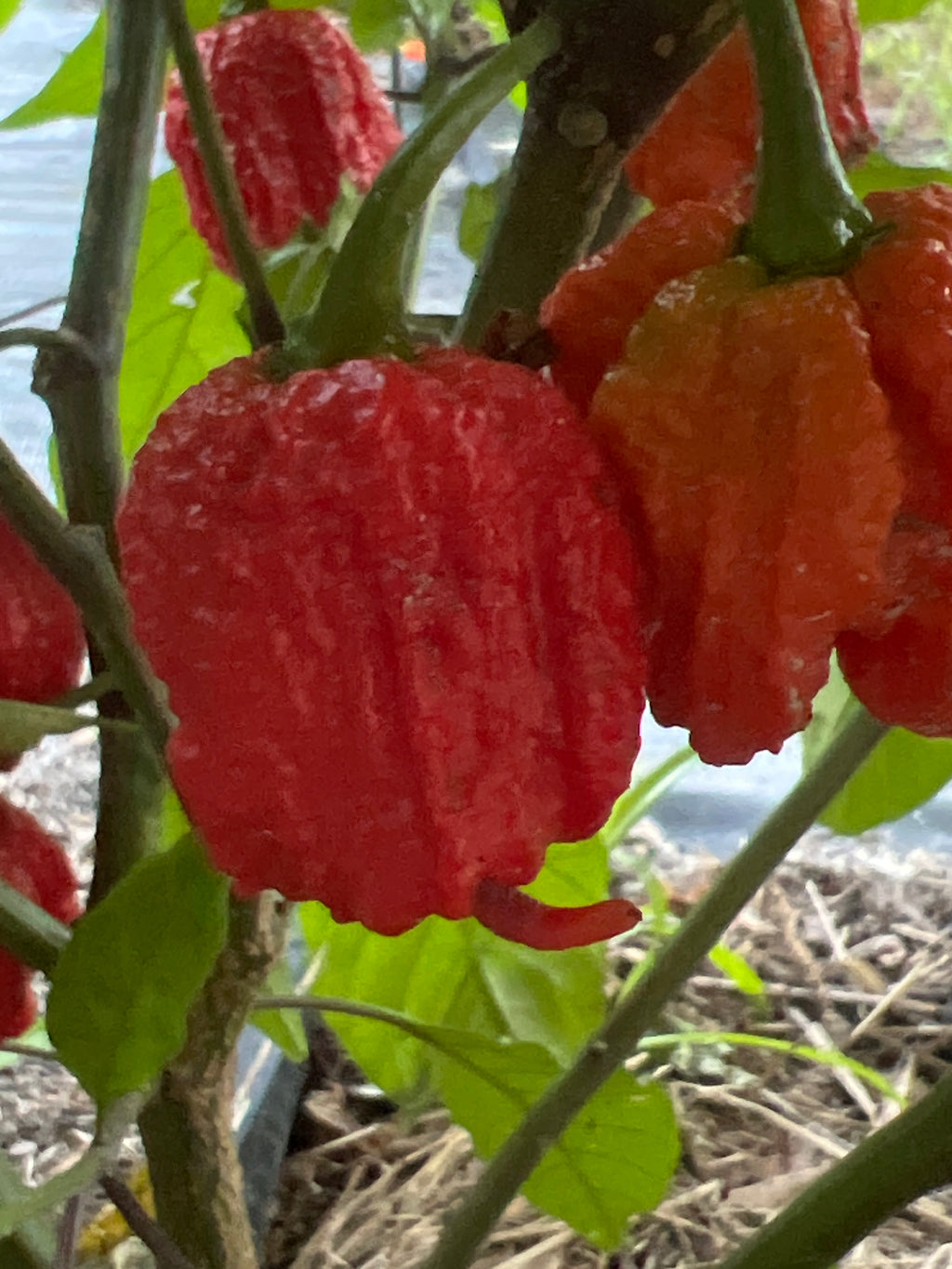 Fresh Zing Pepper (5-Pack)