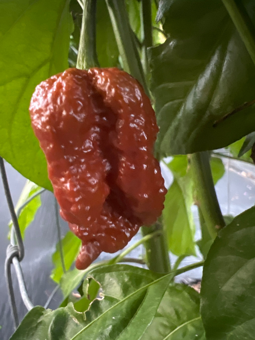 Fresh Chocolate Bizmark Peppers (5-Pack)