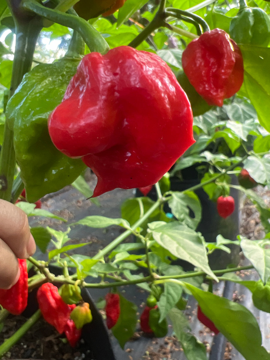 Fresh Red Choclate Amnesia Peppers (5-Pack)