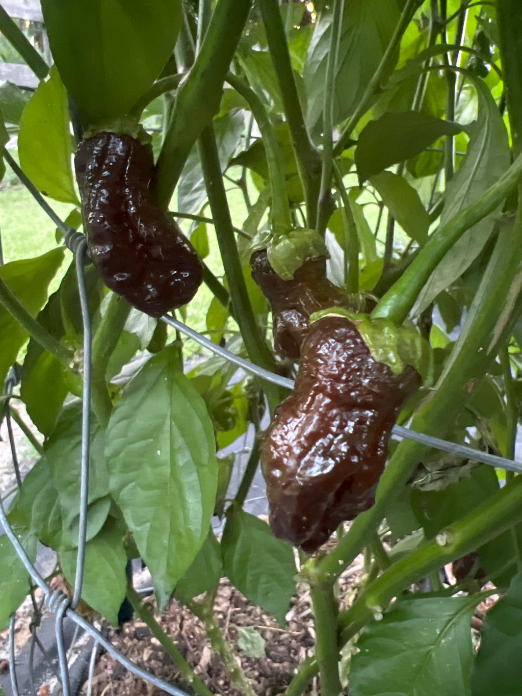 Fresh Bubblegum Frankenstein  Peppers (5-Pack)