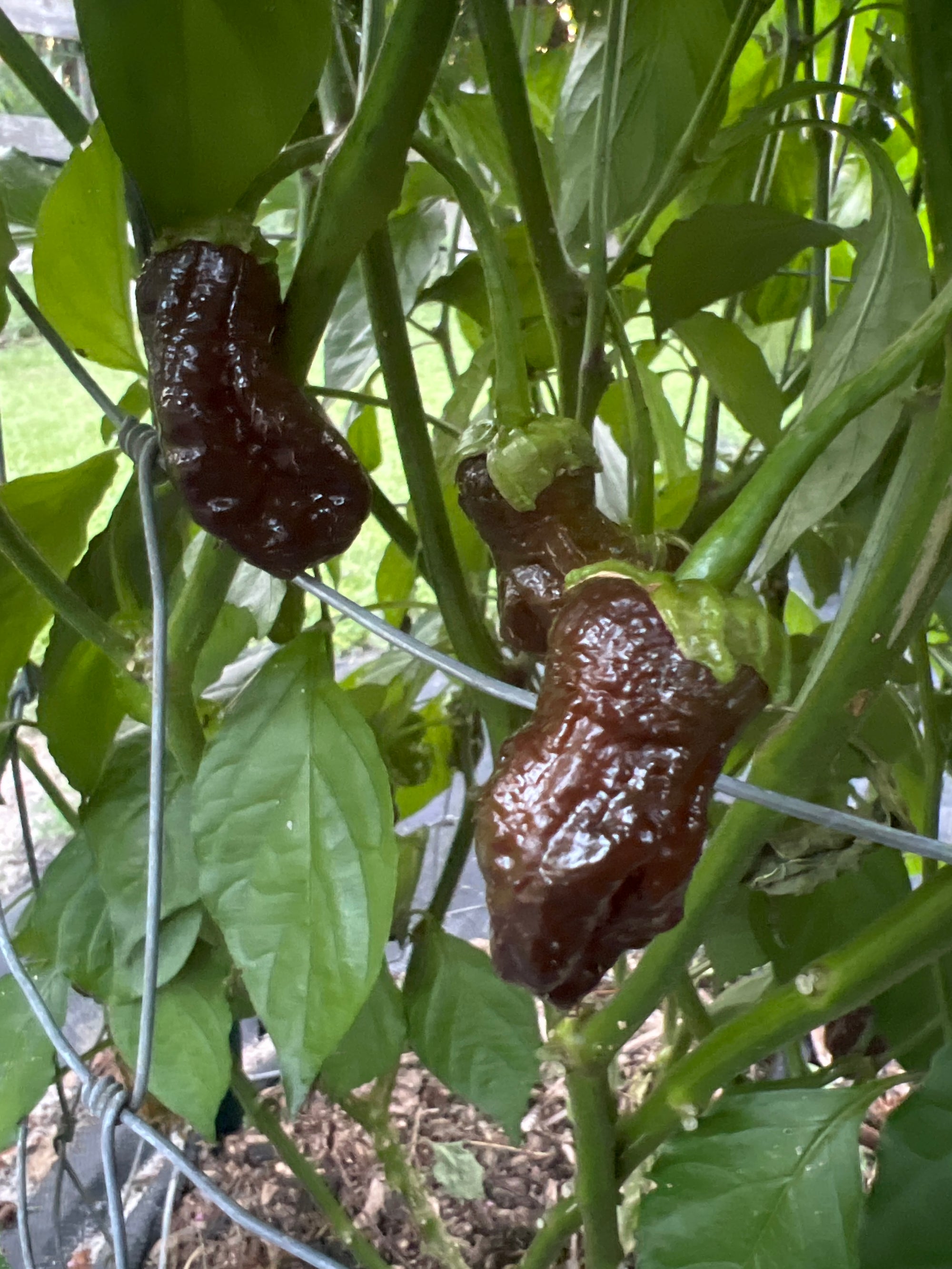 Fresh Bubblegum Frankenstein  Peppers (5-Pack)