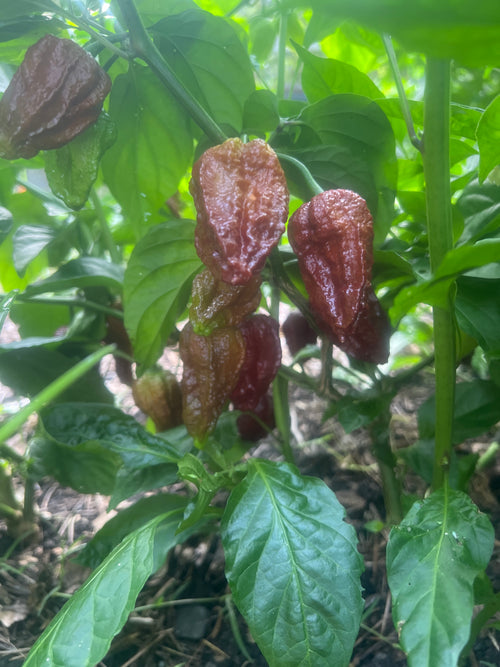 Fresh Bhut Jalokia Peppers (5-Pack)