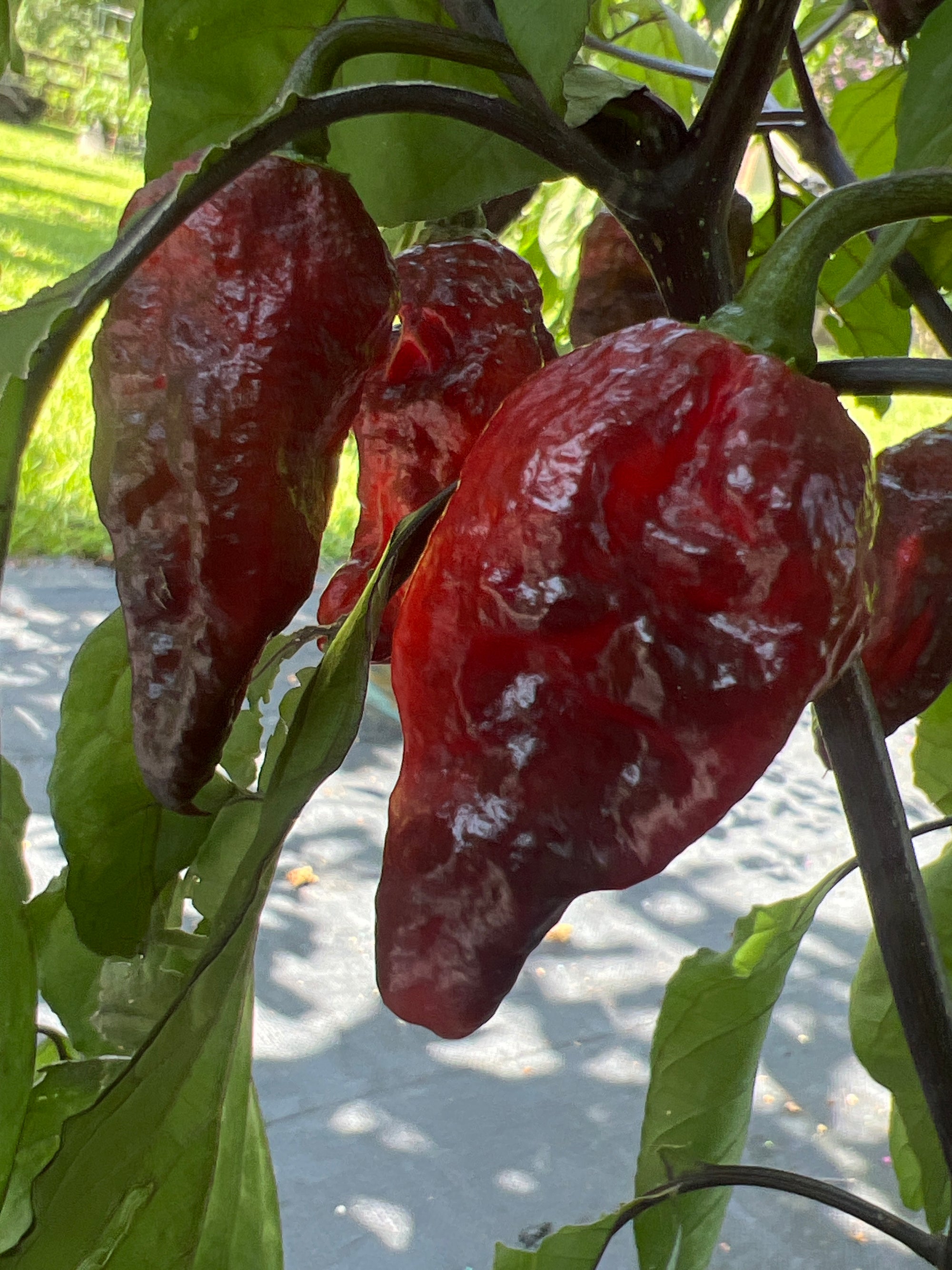 Fresh Bubblegum Black Armageddon Peppers (5-Pack)