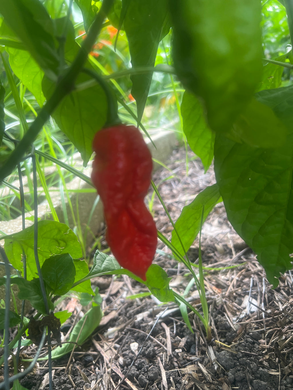 Fresh Yellow to Red Fatalii Peppers (5-Pack)