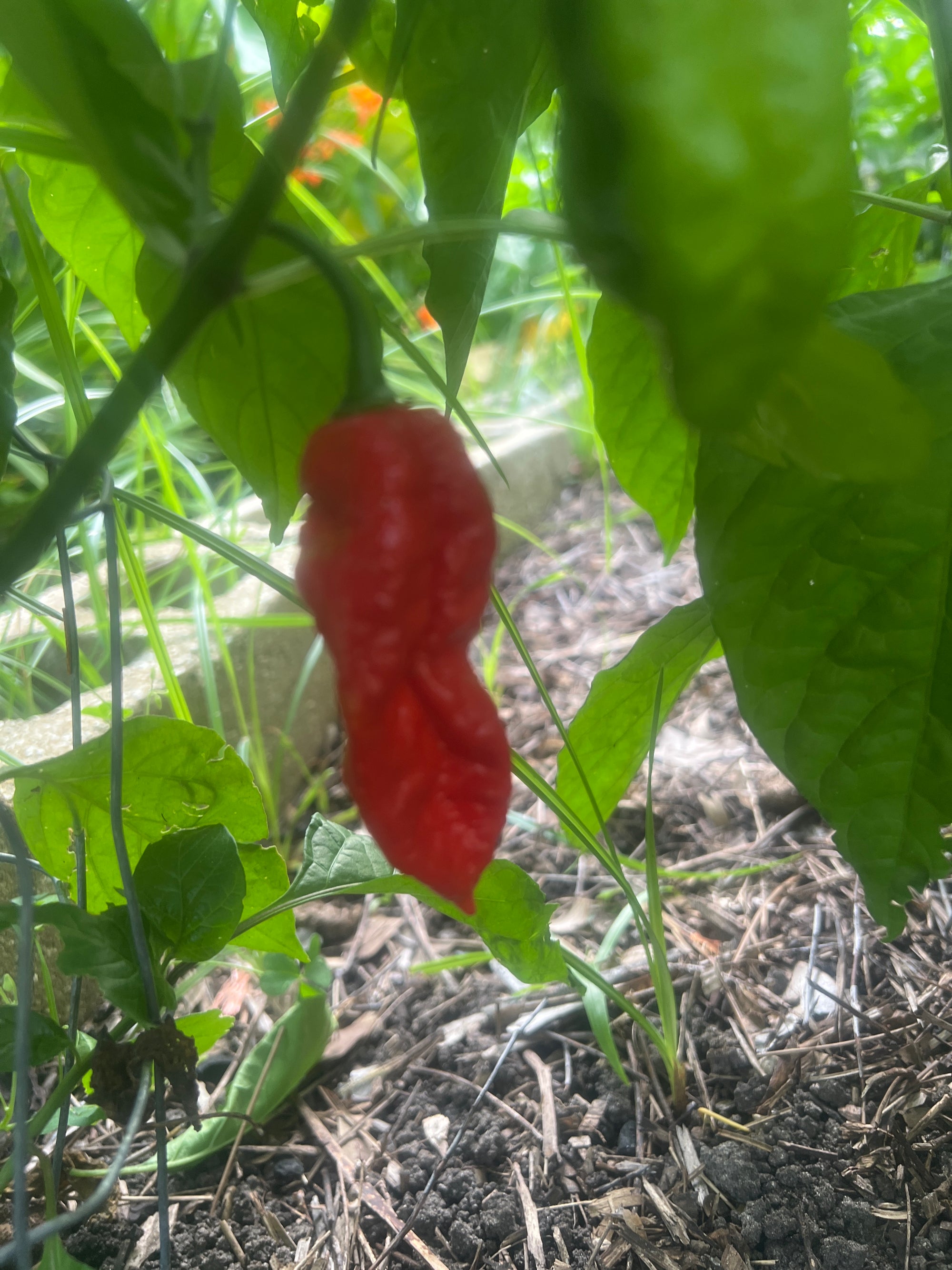 Fresh Yellow to Red Fatalii Peppers (5-Pack)