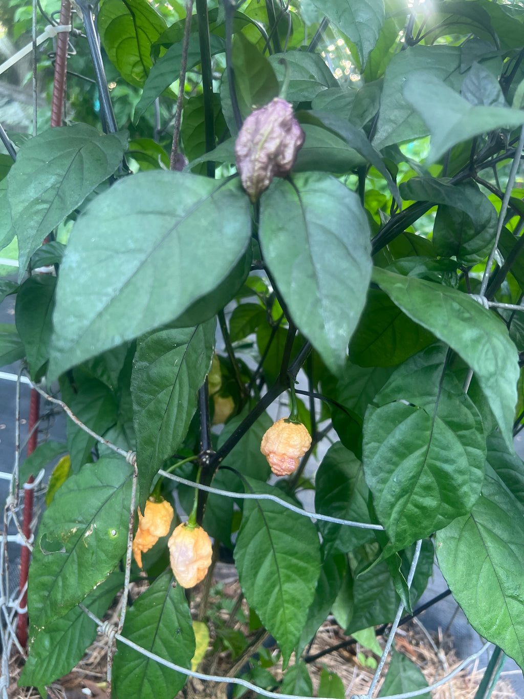 Fresh Peach Reaper DS Peppers (5-Pack)