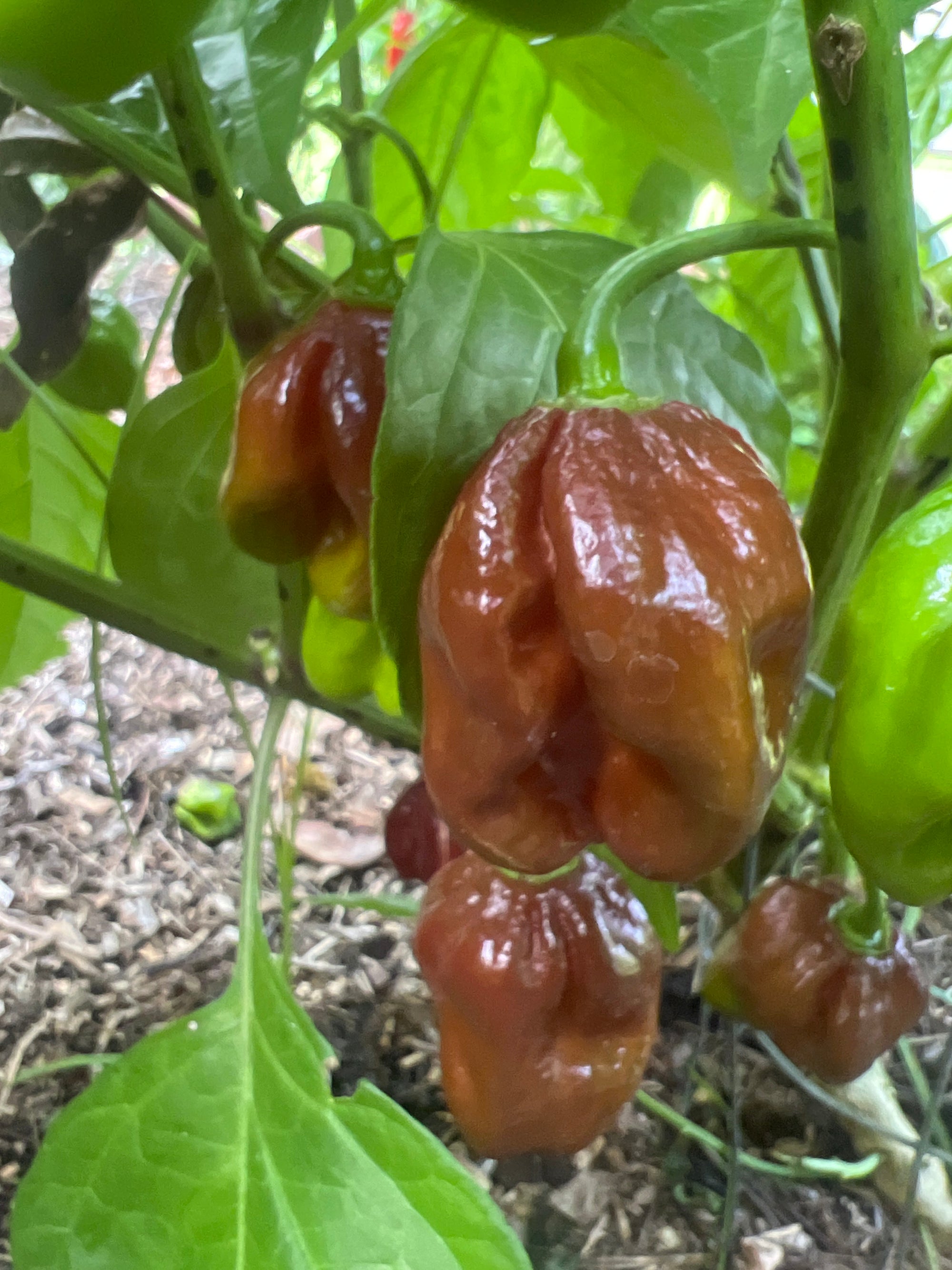 Fresh Chocolate Habanero Peppers (5-Pack)