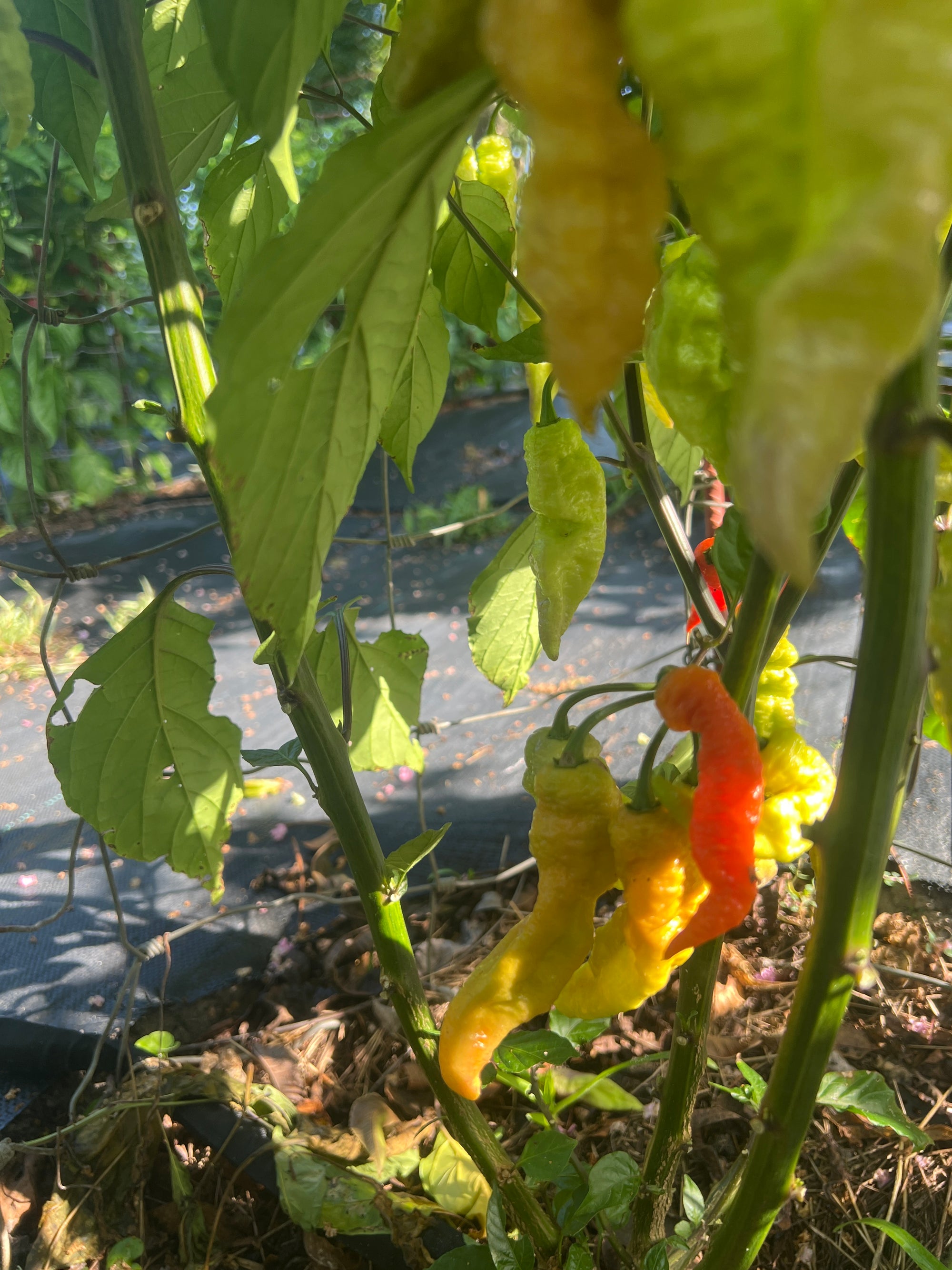 Fresh Breadwinner Pepper (5-Pack)