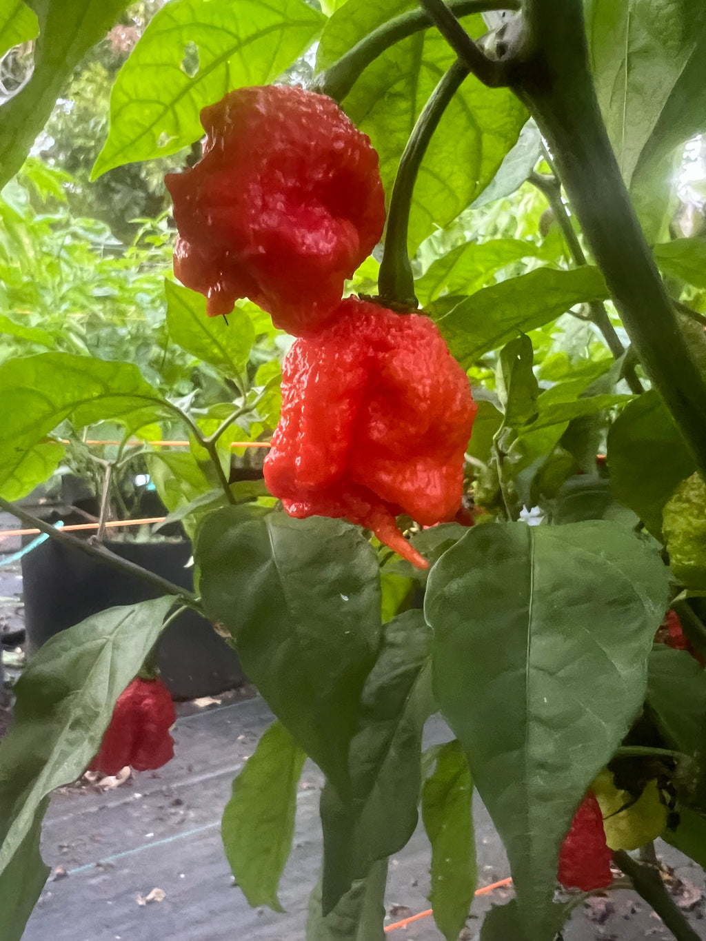 Fresh 7 Pot Primo (5-Pack)
