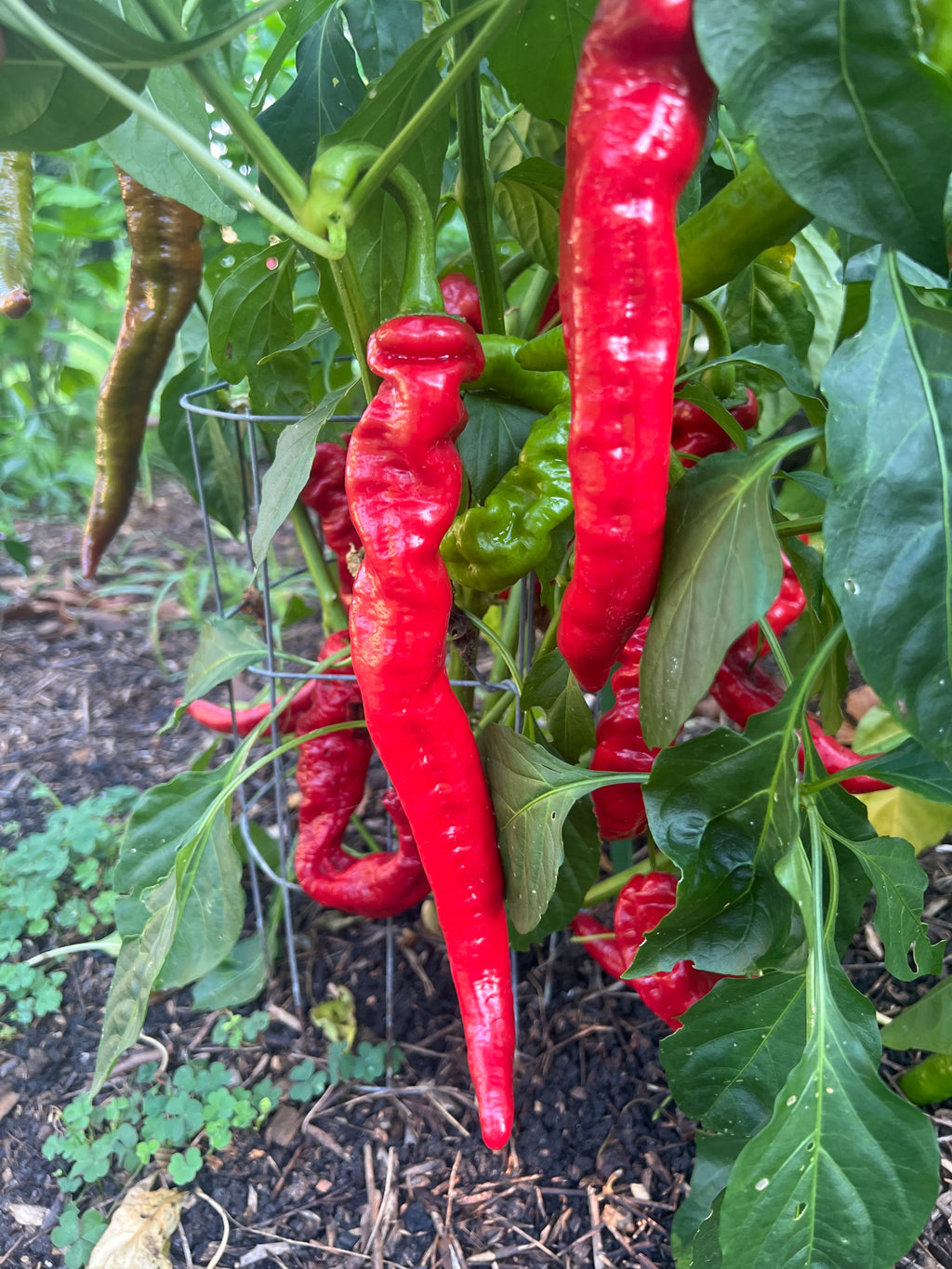 Fresh Cow horn  Peppers (5-Pack)
