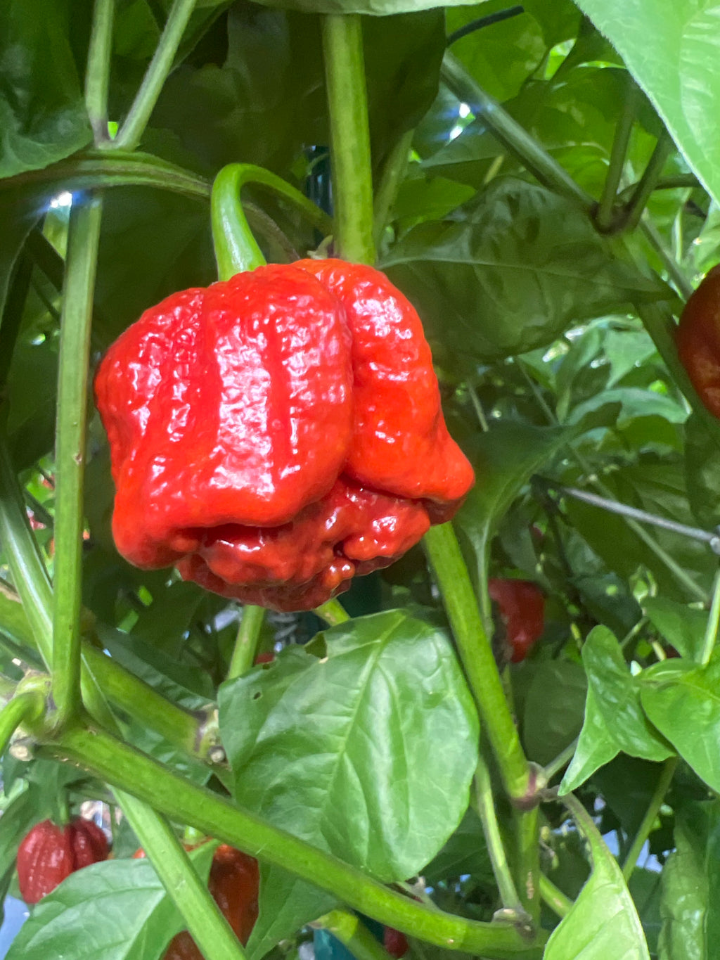 Fresh Deadpool Peppers (5-Pack)