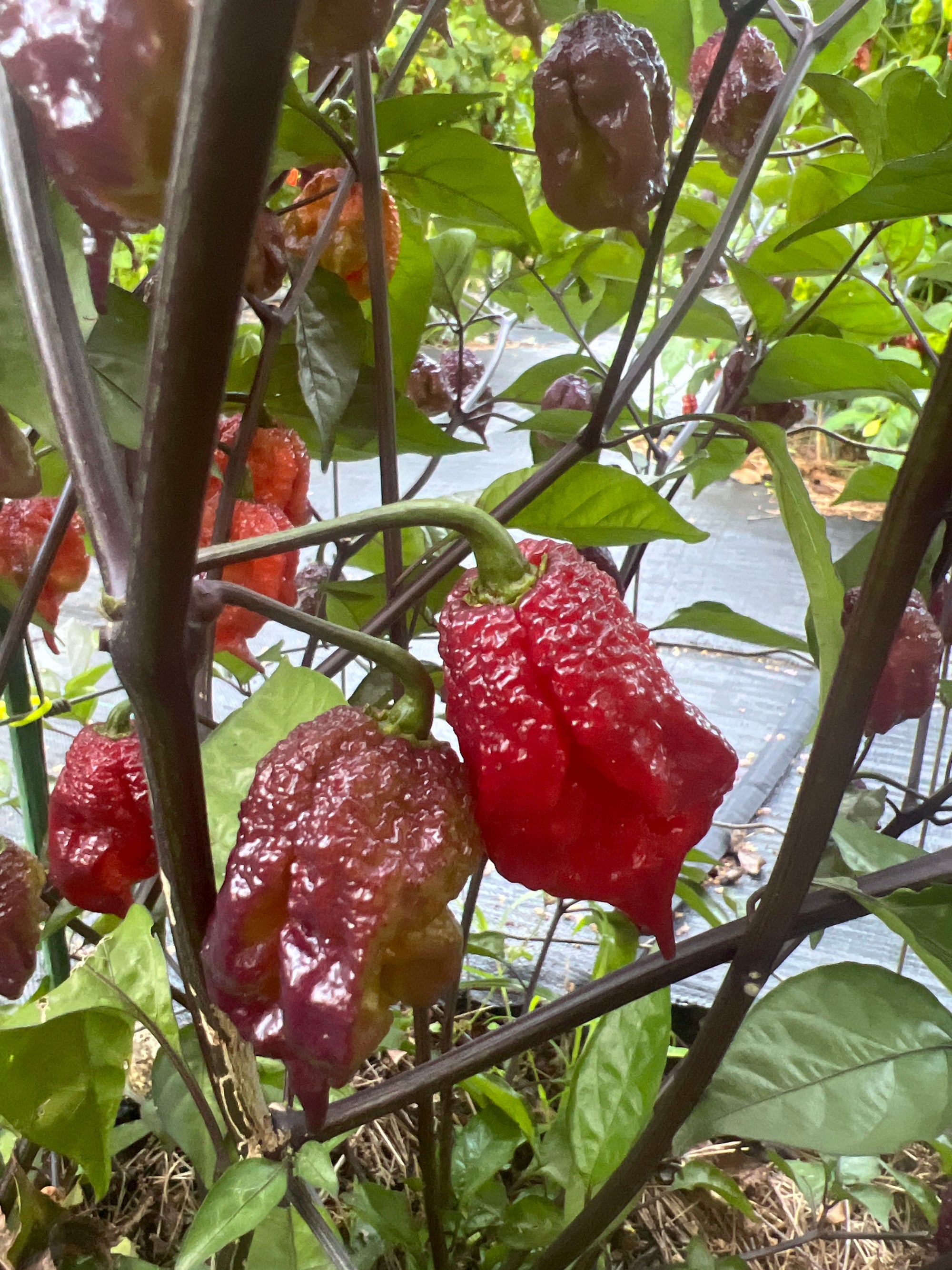 Fresh Purple Gator Jigsaw Peppers (5-Pack)
