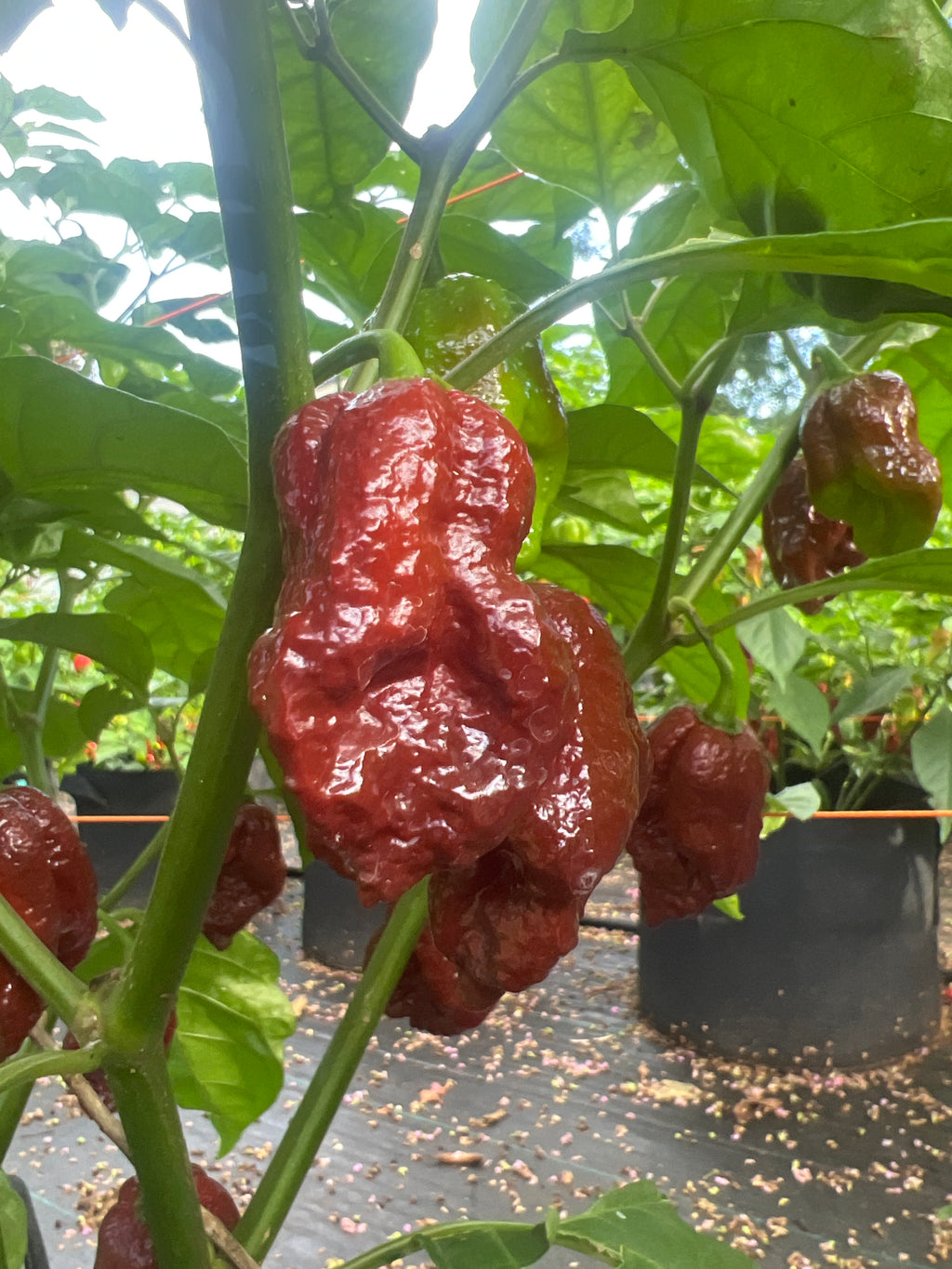 Fresh Chocolate Reapers (5 Pack)