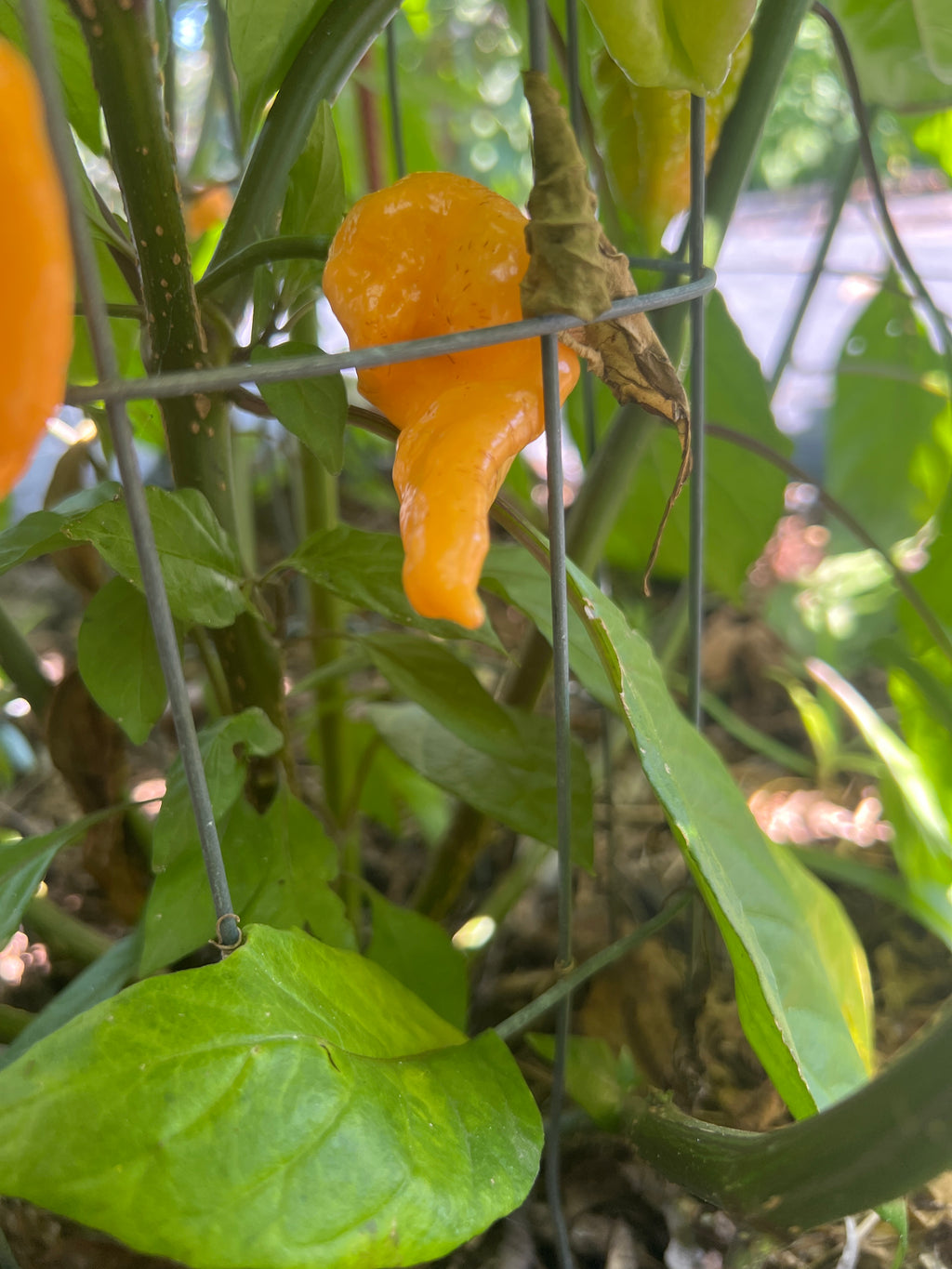 Fresh Orange Hellybean  Peppers (5-Pack)