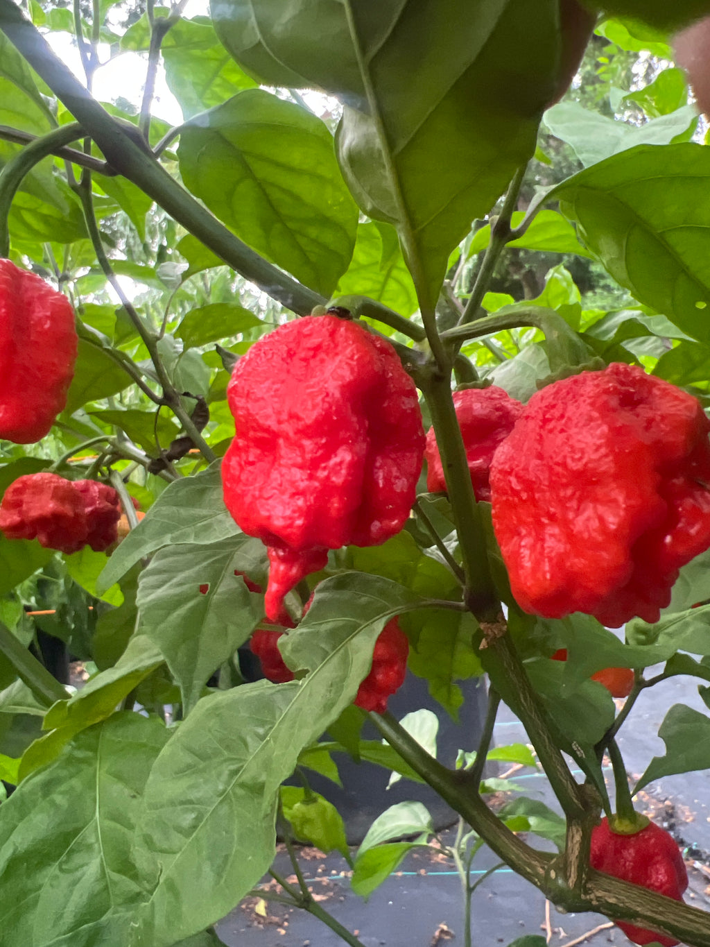 Fresh 7 Pot Primo Cross 2 (5-Pack)