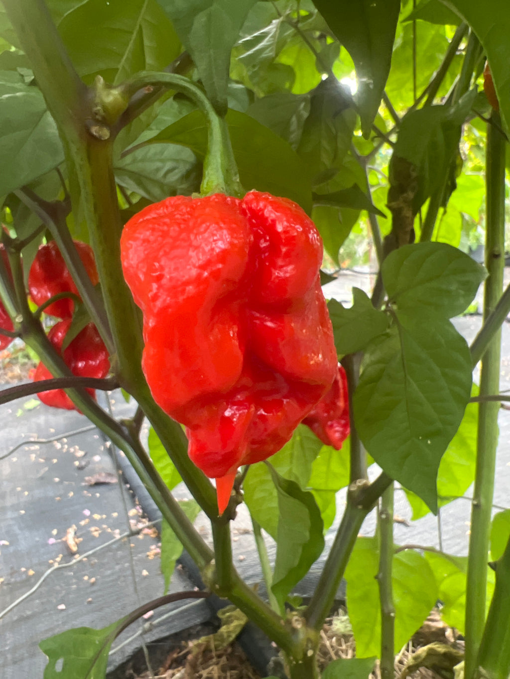 Fresh Apples of Eden Peppers (5-Pack)