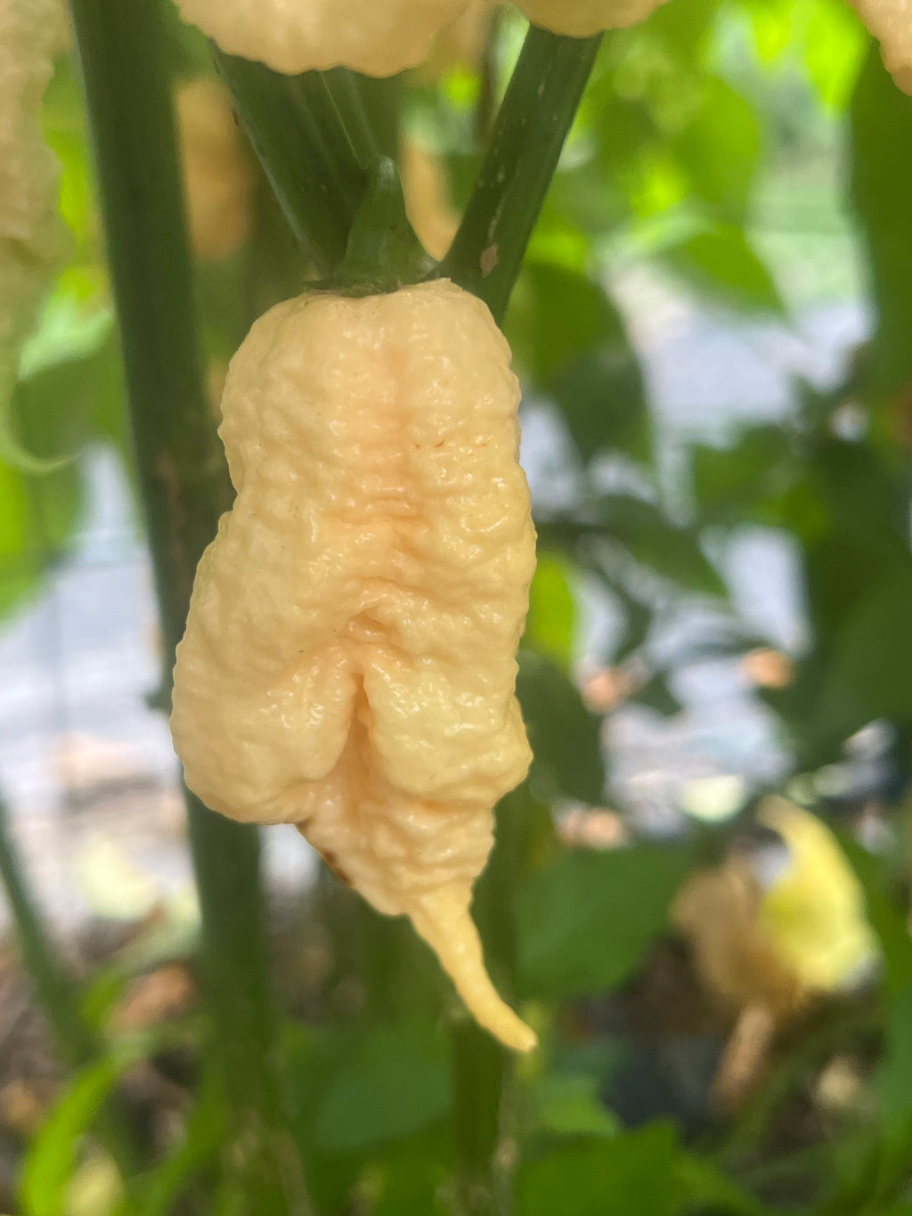 Fresh Reaper of Death Pepper (5-Pack)