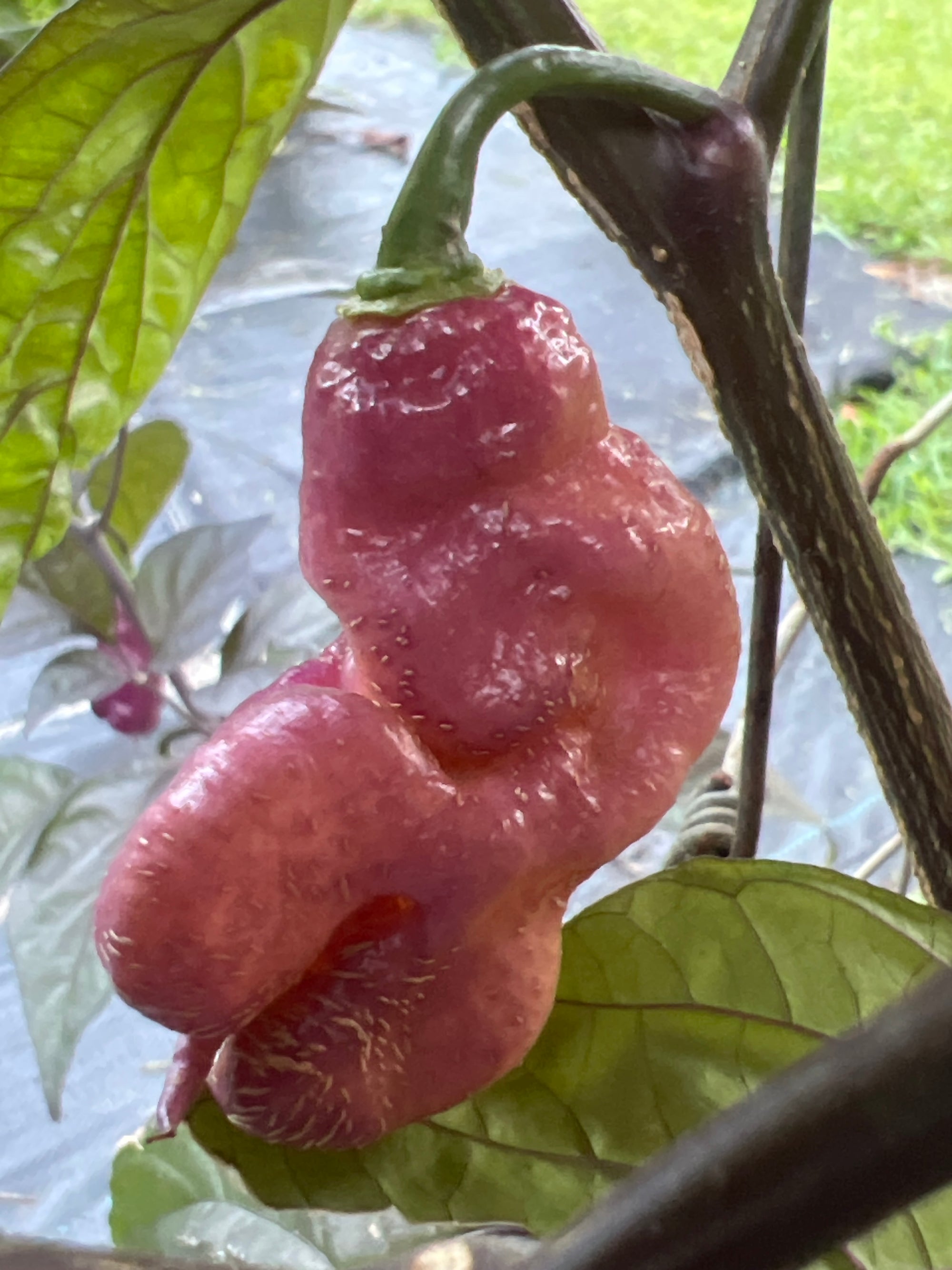 Fresh Jay’s Pink Peppers (5-Pack)