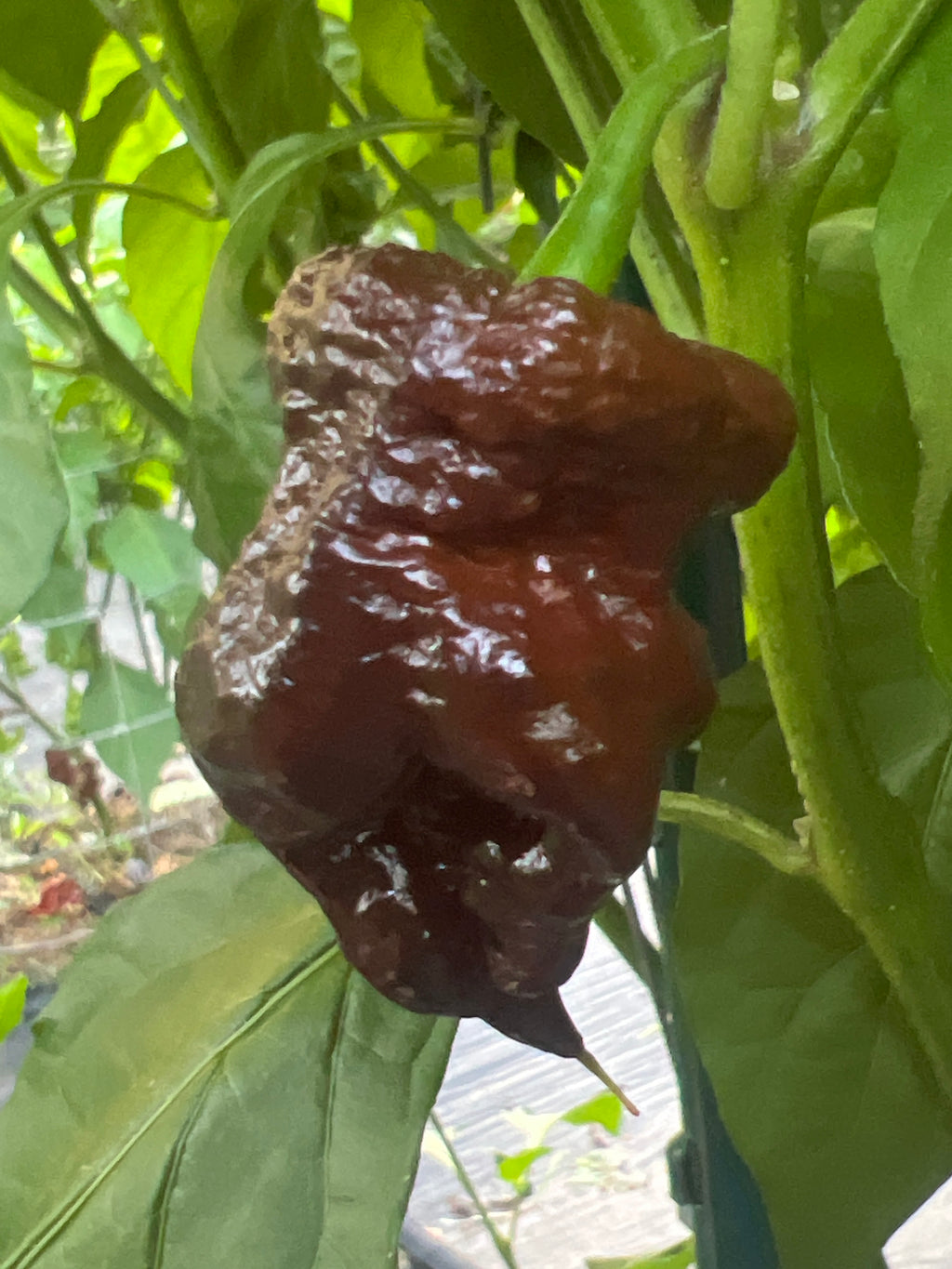 Fresh Chocolate Bubblegum Frankenstein Cross  Peppers (5-Pack)