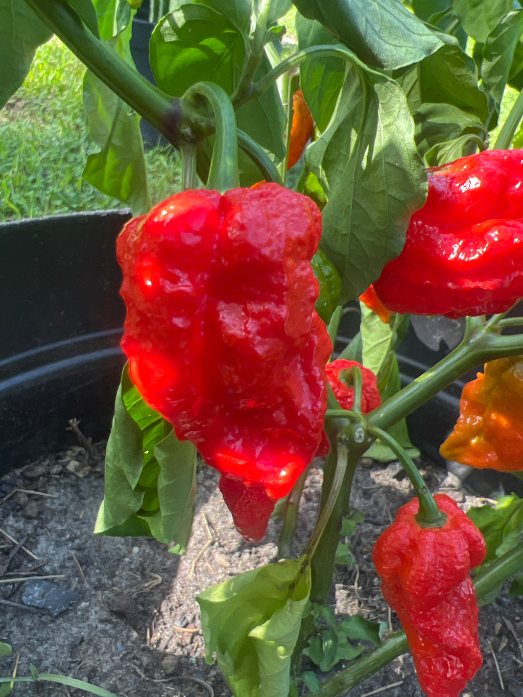 Fresh Naglah  Peppers (5-Pack)