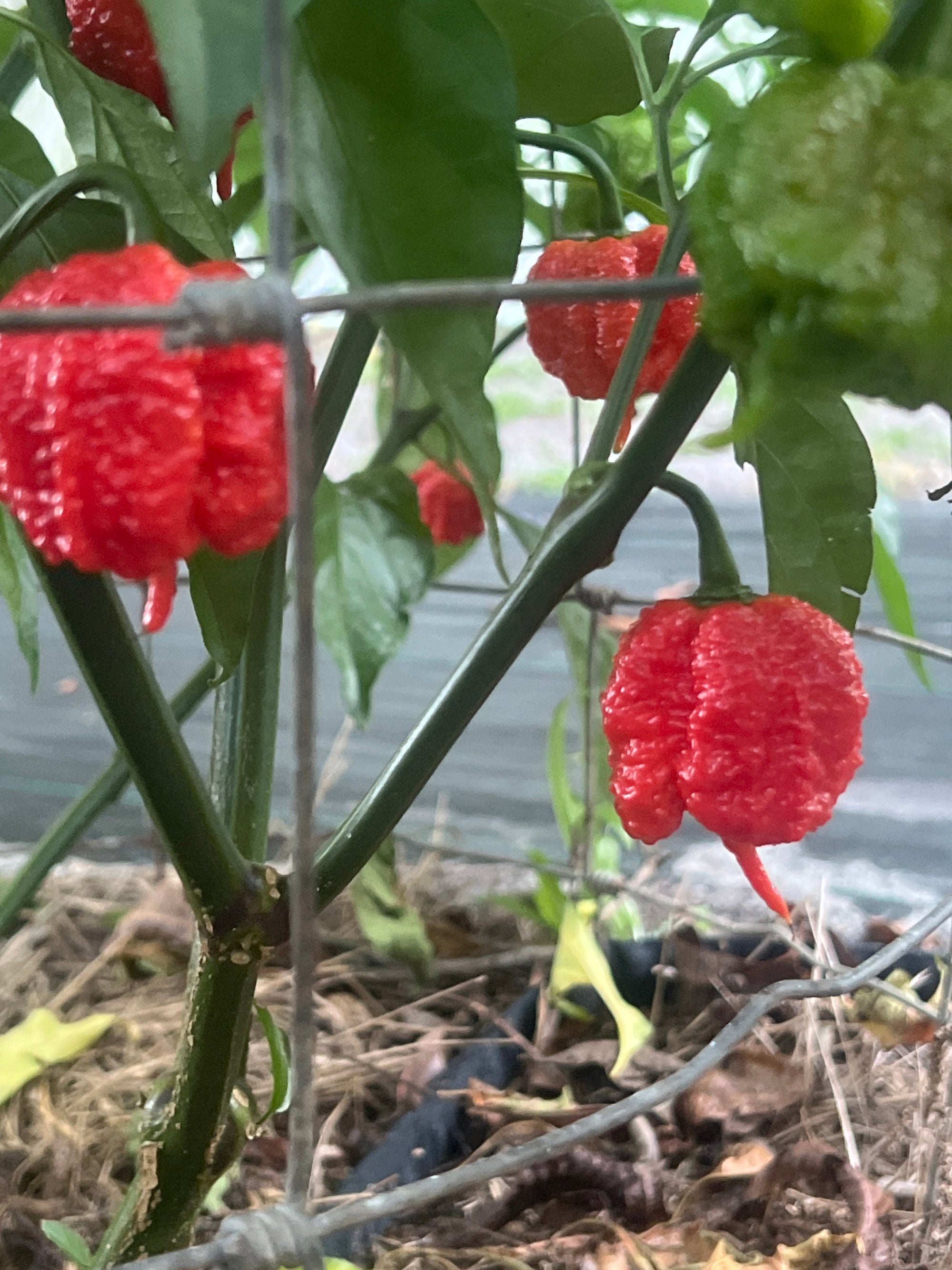 Fresh Skunk Pepper (5-Pack)